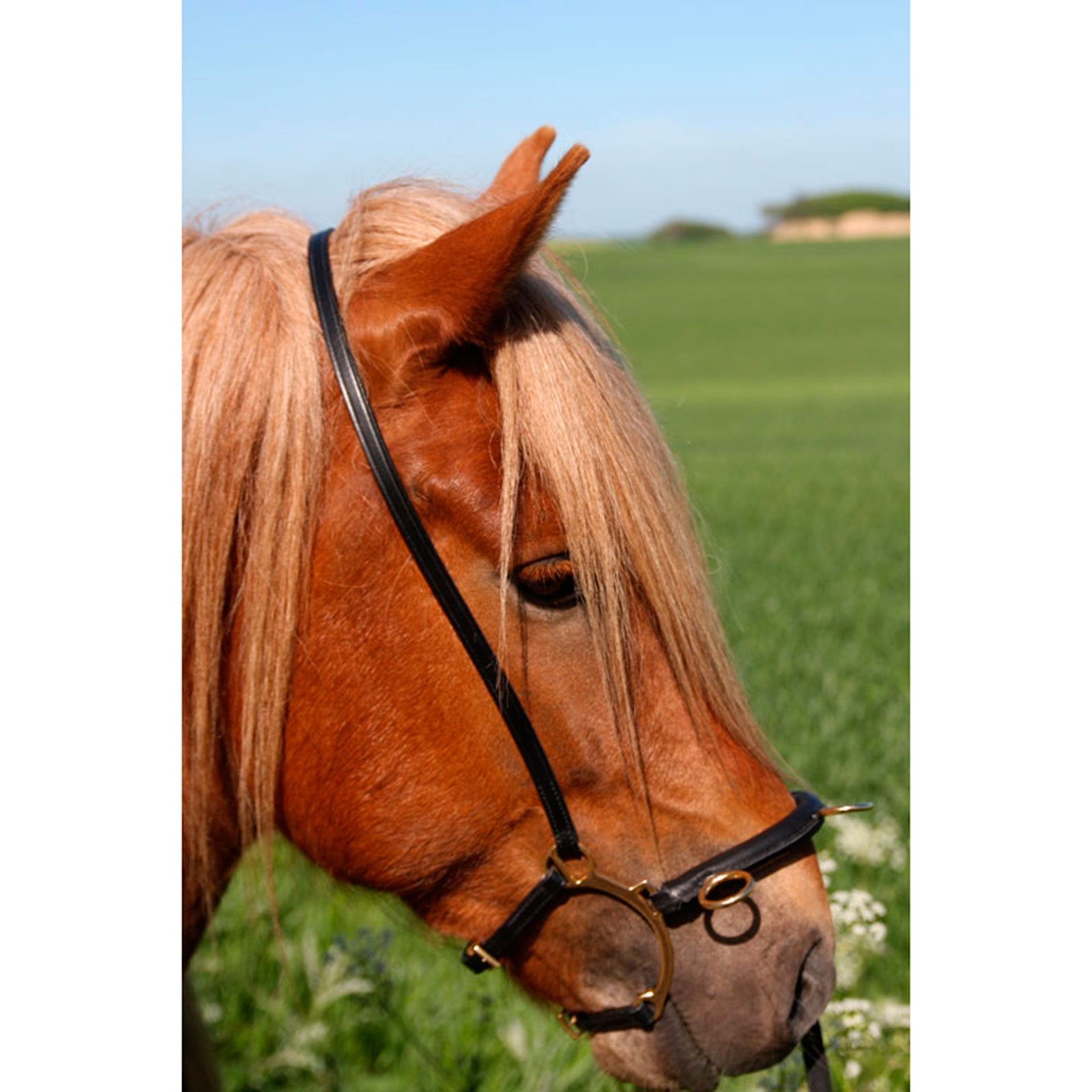 Karlslund Riding kapsun w. bar Horse Training