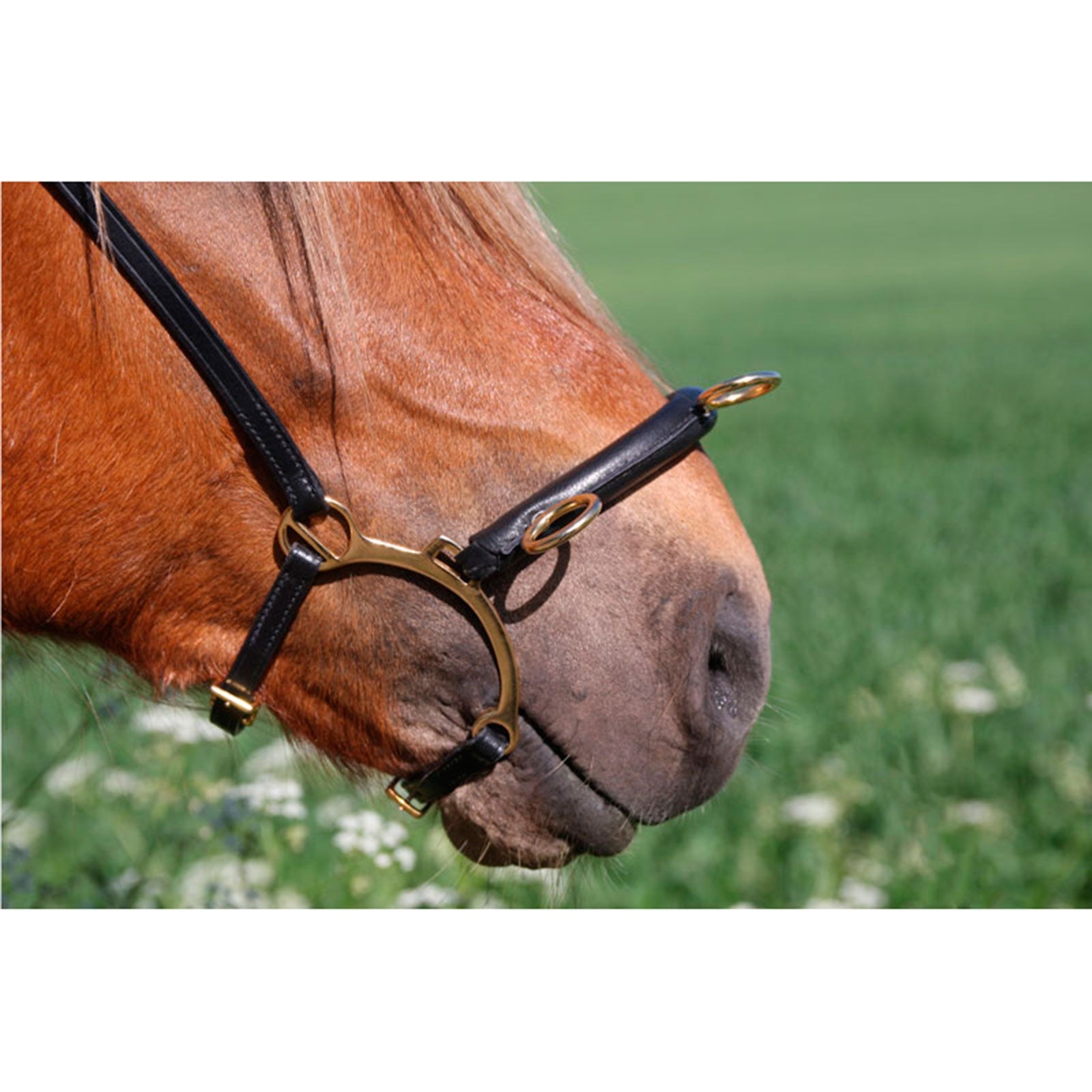Karlslund Riding kapsun w. bar Horse Training