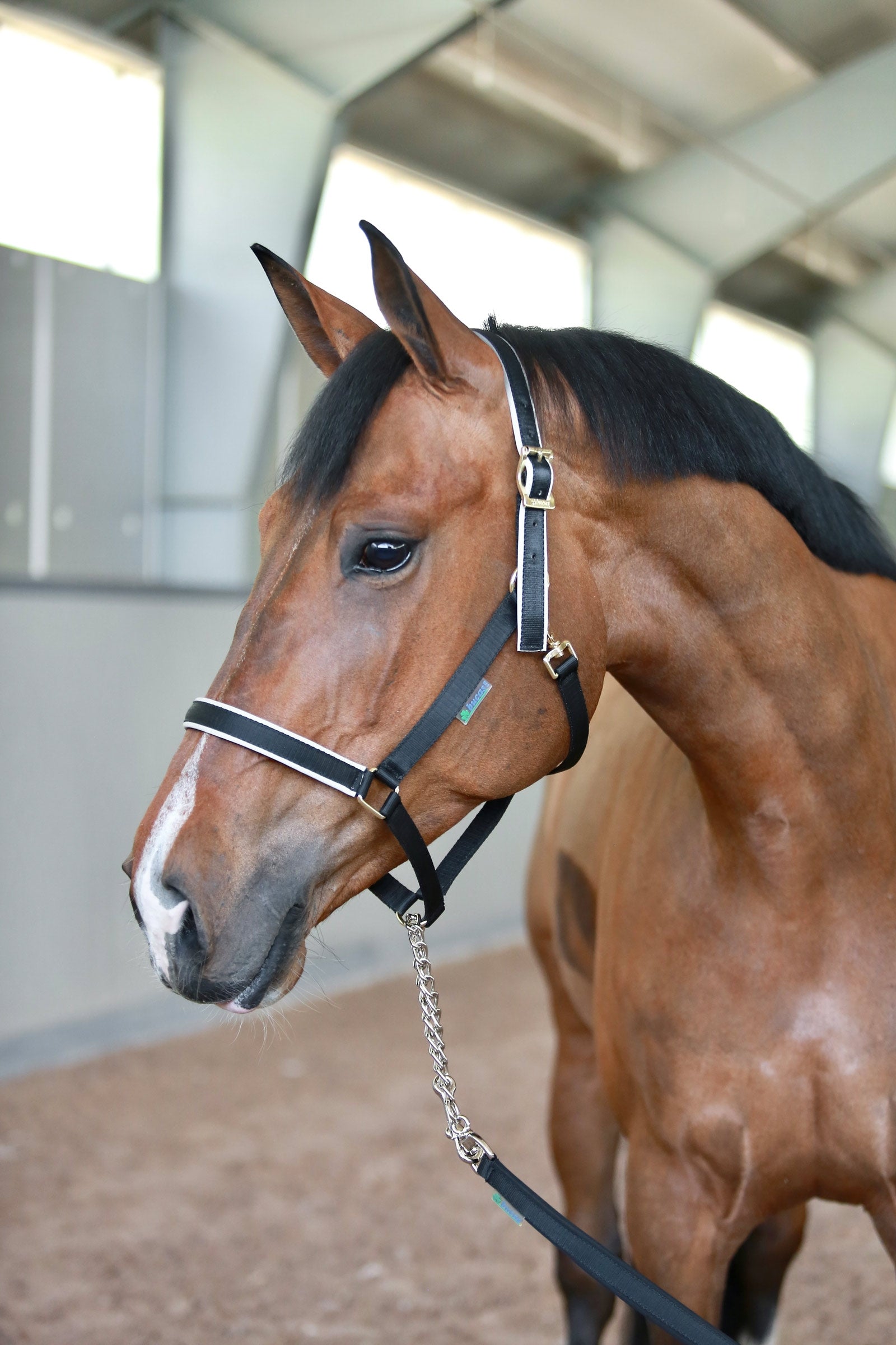 Bucas Show-Line Stallion Chain/Lead Halters & Leads