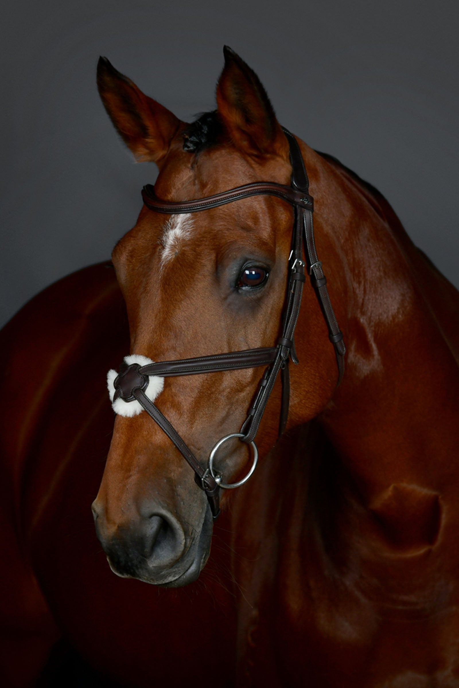 Collegiate Comfitec Opulux testiera semplice imbottita con capezzina messicana Briglie & redini