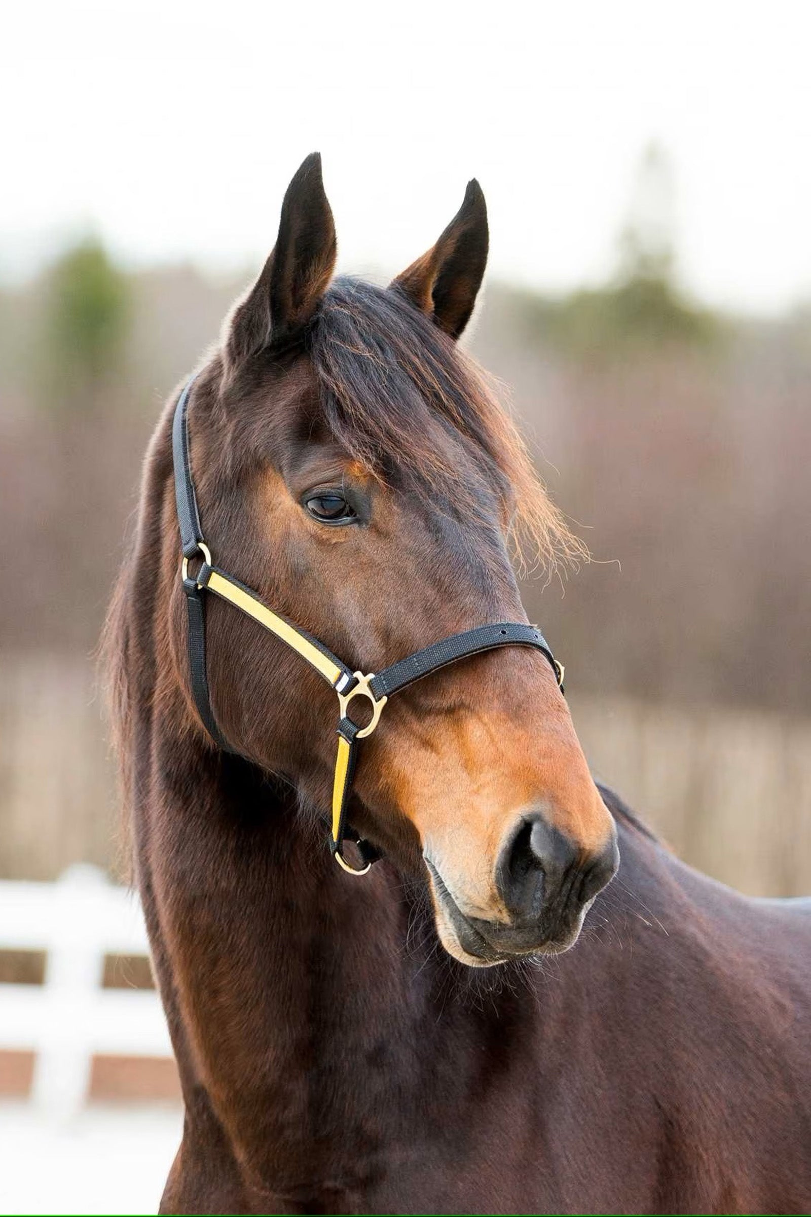 Finntack Cavezza Pro in nylon Yankee sintetico con naso aperto Cavezze e guinsagli