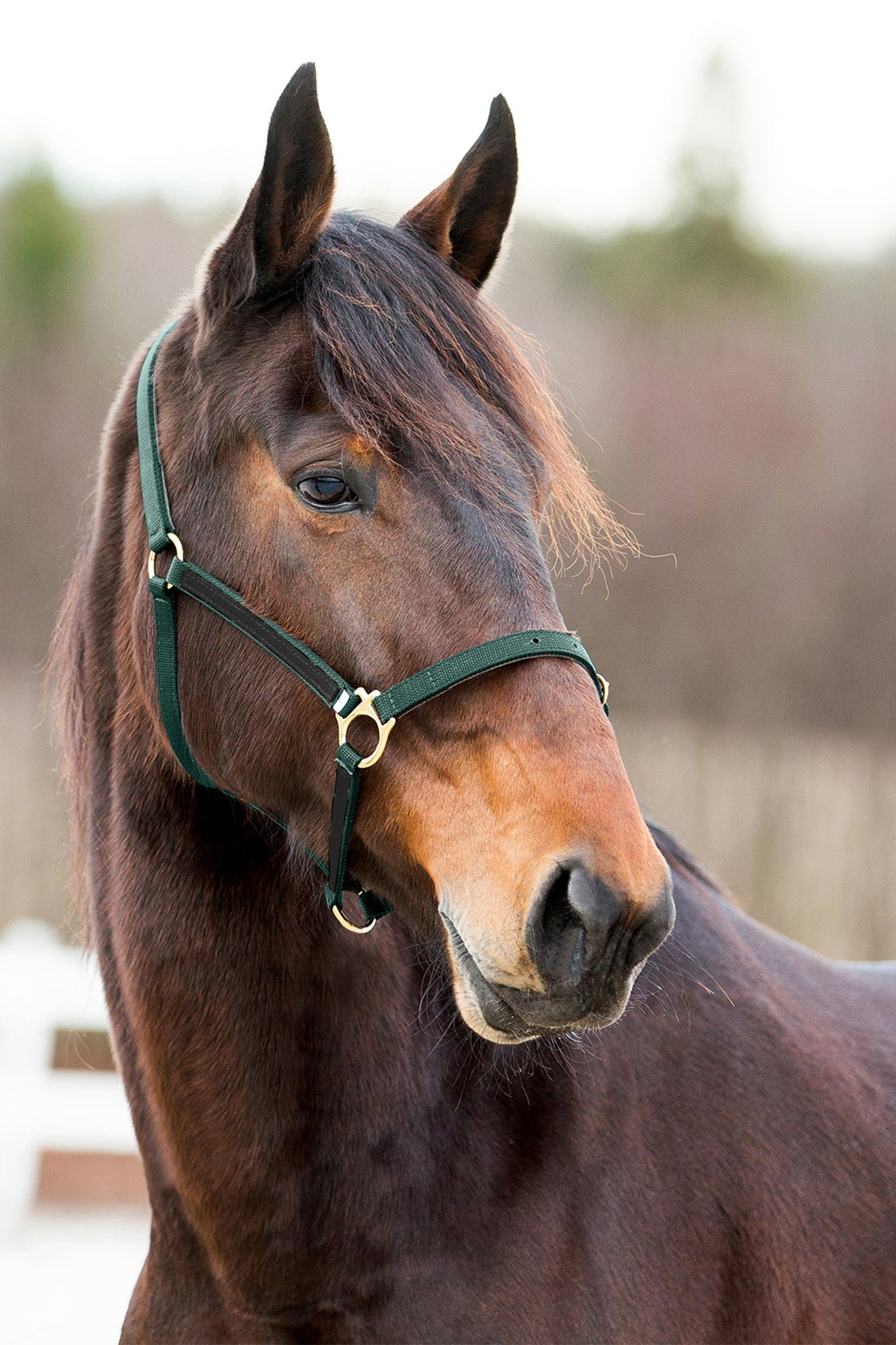 Finntack Cavezza Pro in nylon Yankee sintetico con naso aperto Cavezze e guinsagli