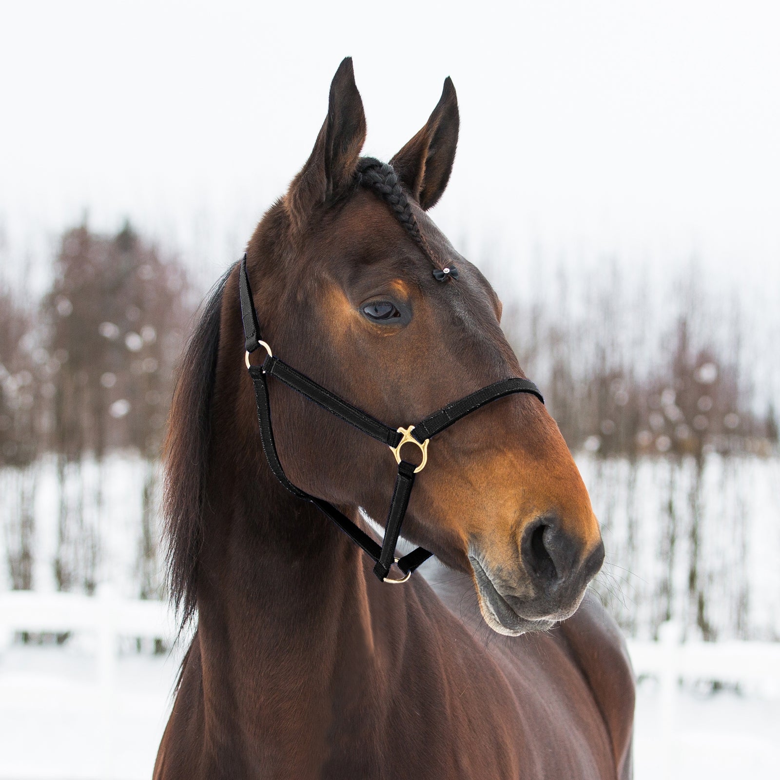 Finntack Cavezza Pro in nylon Yankee sintetico Cavezze e guinsagli