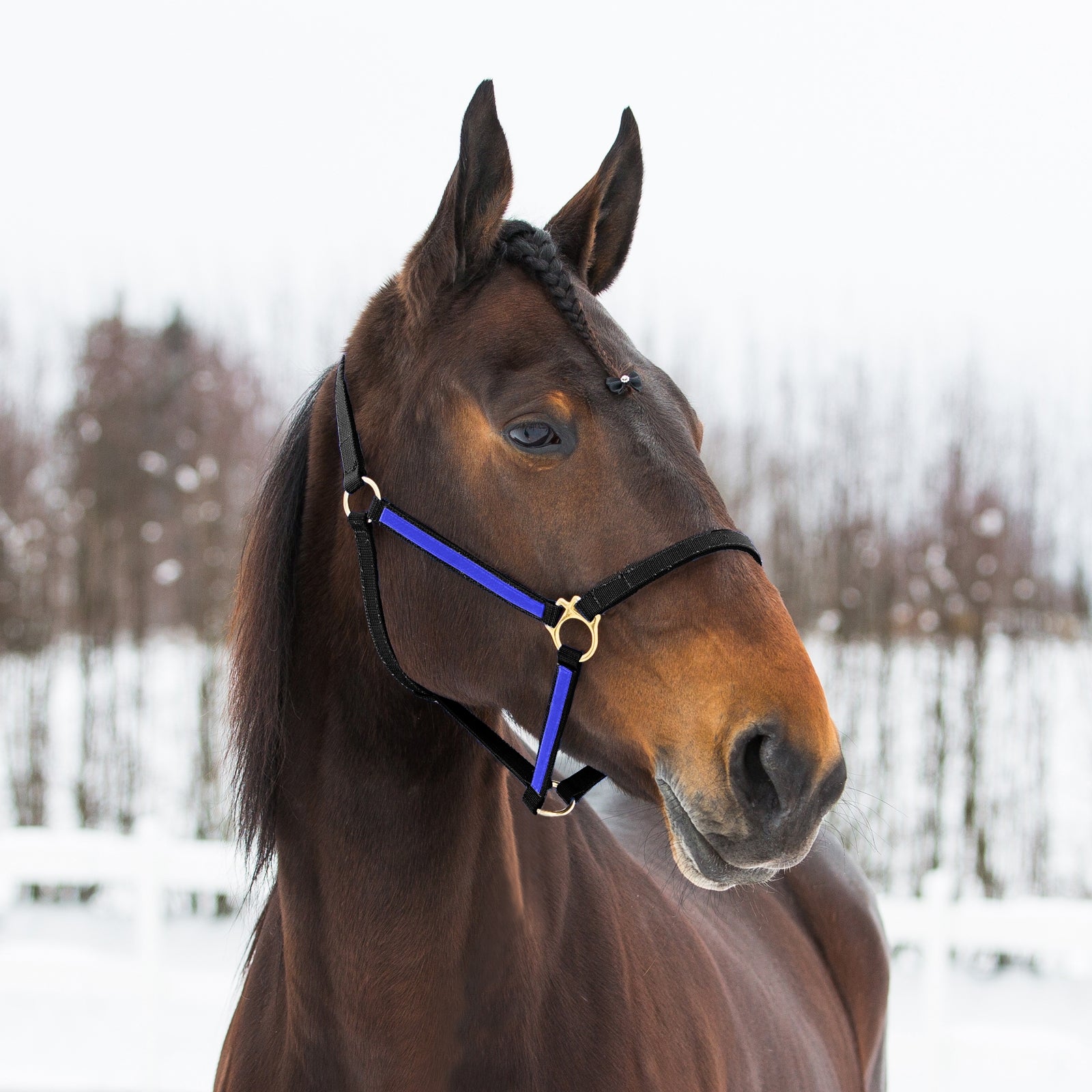 Finntack Cavezza Pro in nylon Yankee sintetico Cavezze e guinsagli