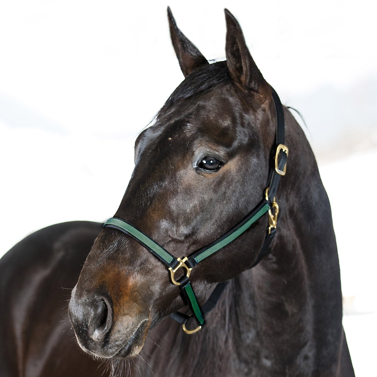 Finntack Cavezza Pro in nylon Yankee sintetico Cavezze e guinsagli