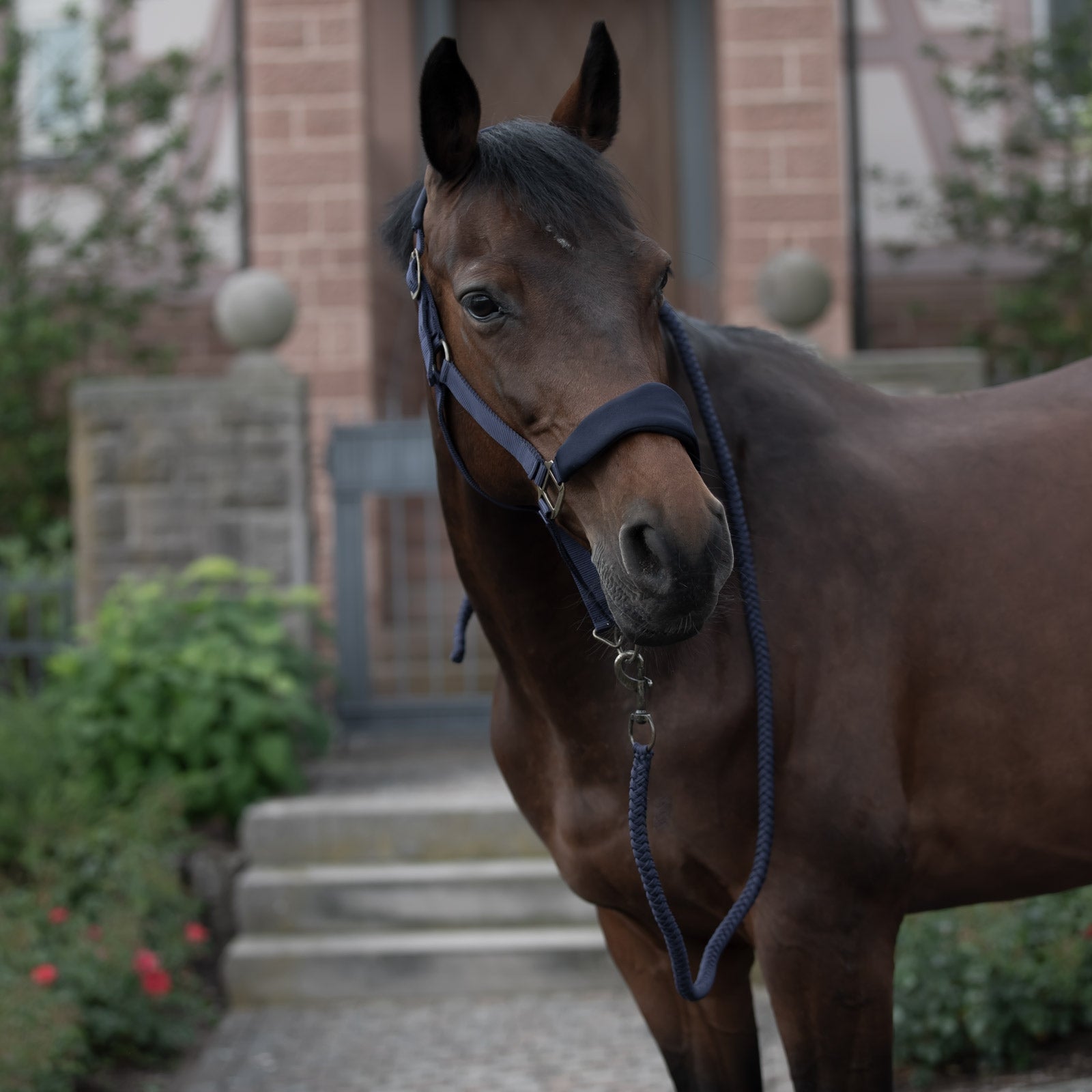 Horze Graz Halter Halters & Leads