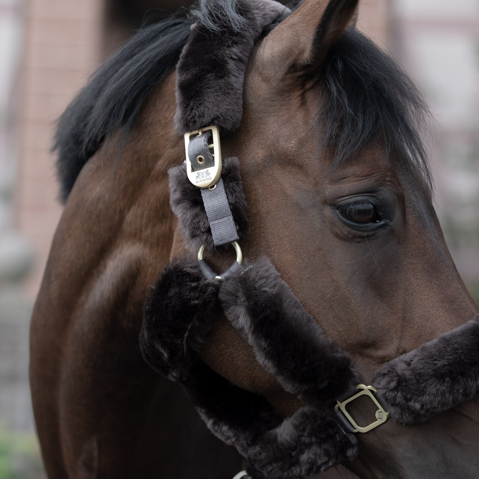 B Vertigo Tremblant Halter with Sheepskin Halters & Leads