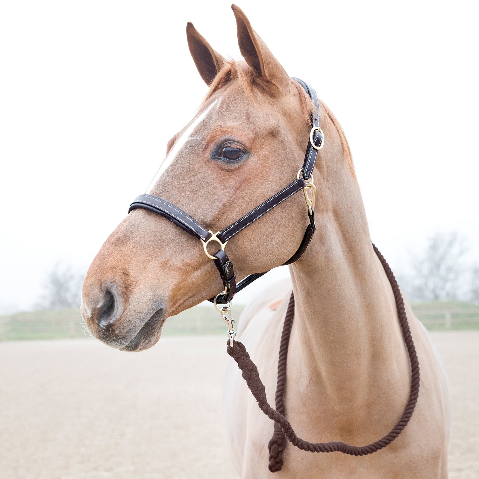 Horze Price-Z Lead Halters & Leads