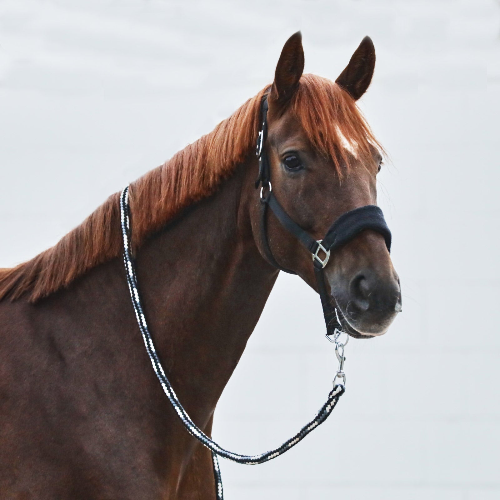 Horze Kiel Lead Halters & Leads