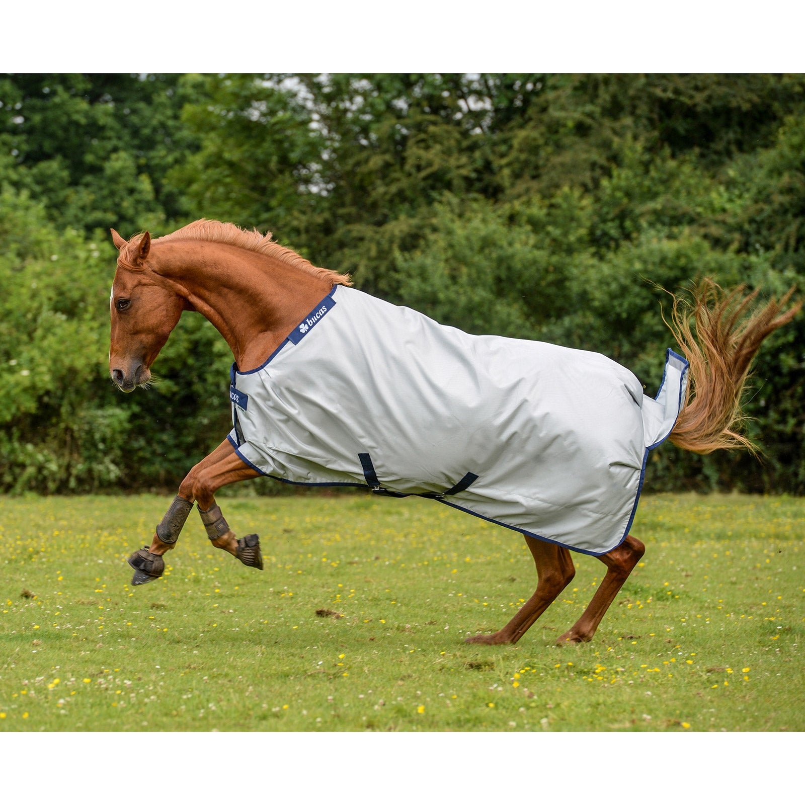 Bucas Power Coperta leggera da turnout Classic Coperte per cavalli
