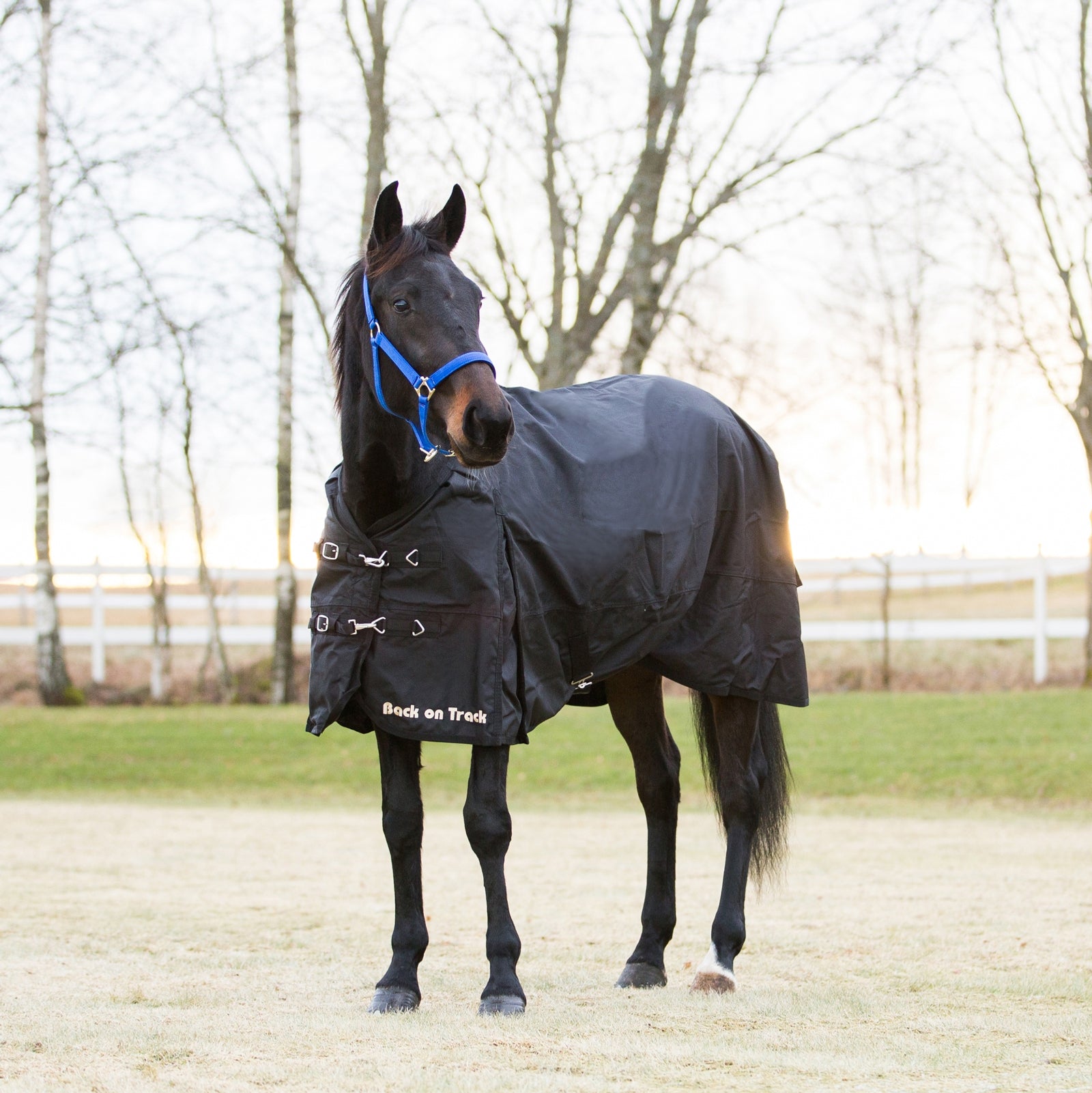 Back on Track Back On Track Rain Rug 1680D Coperte per cavalli