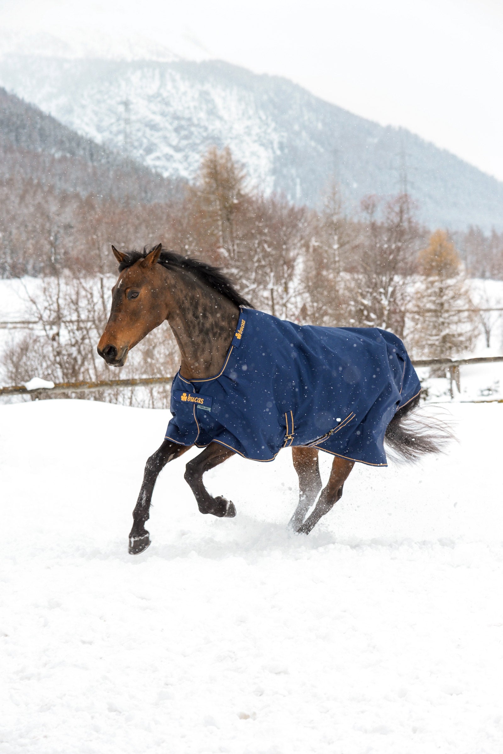 Bucas Irish coperta per esterno, 300g Coperte per cavalli