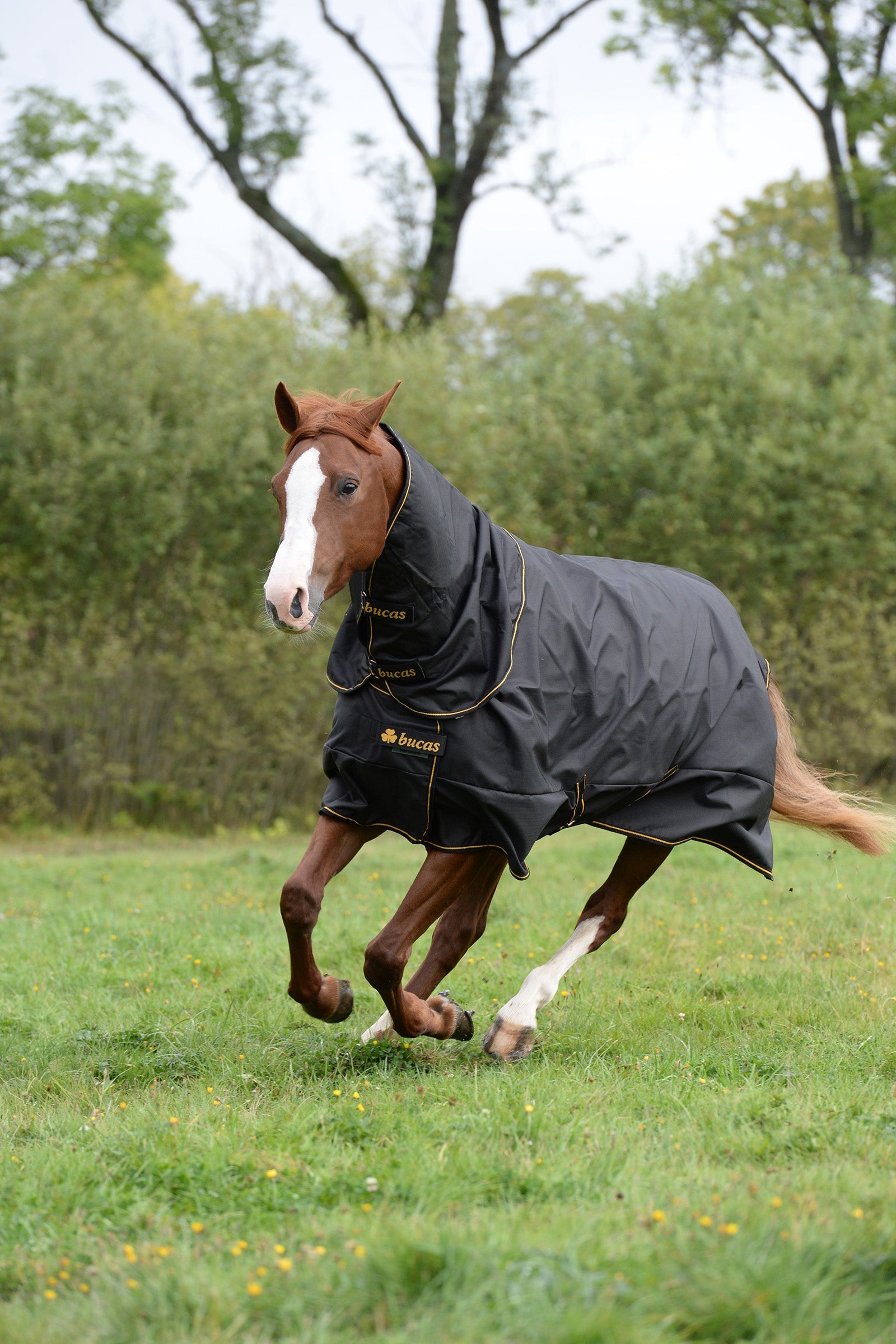 Bucas Irish Coperta da turnout Extra per pony, 300 g Coperte per cavalli