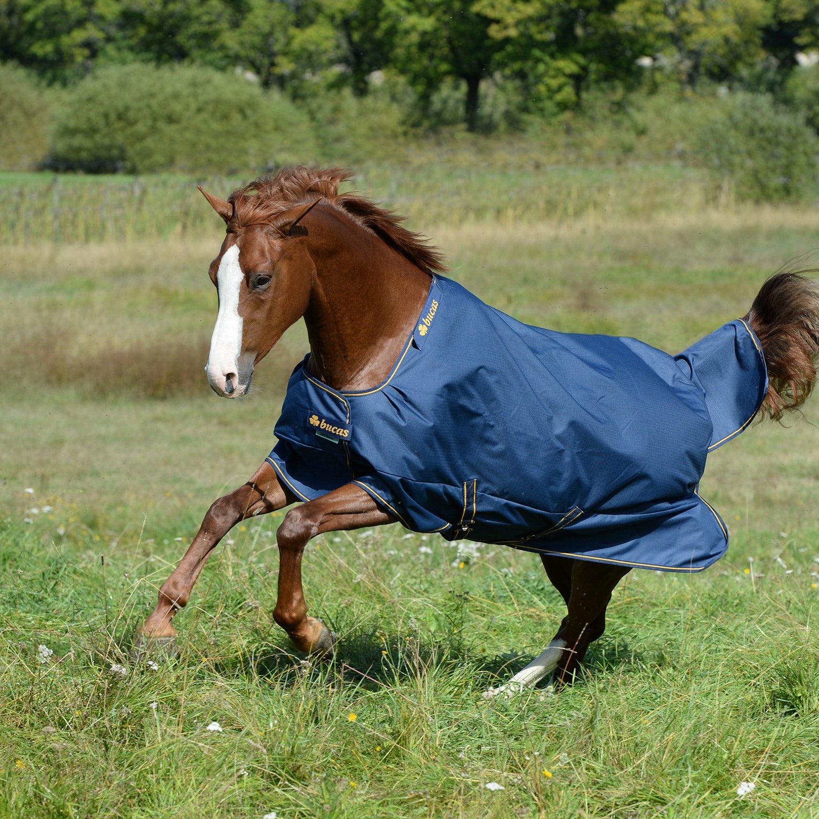 Bucas Irish Coperta da turnout Extra per pony, 300 g Coperte per cavalli