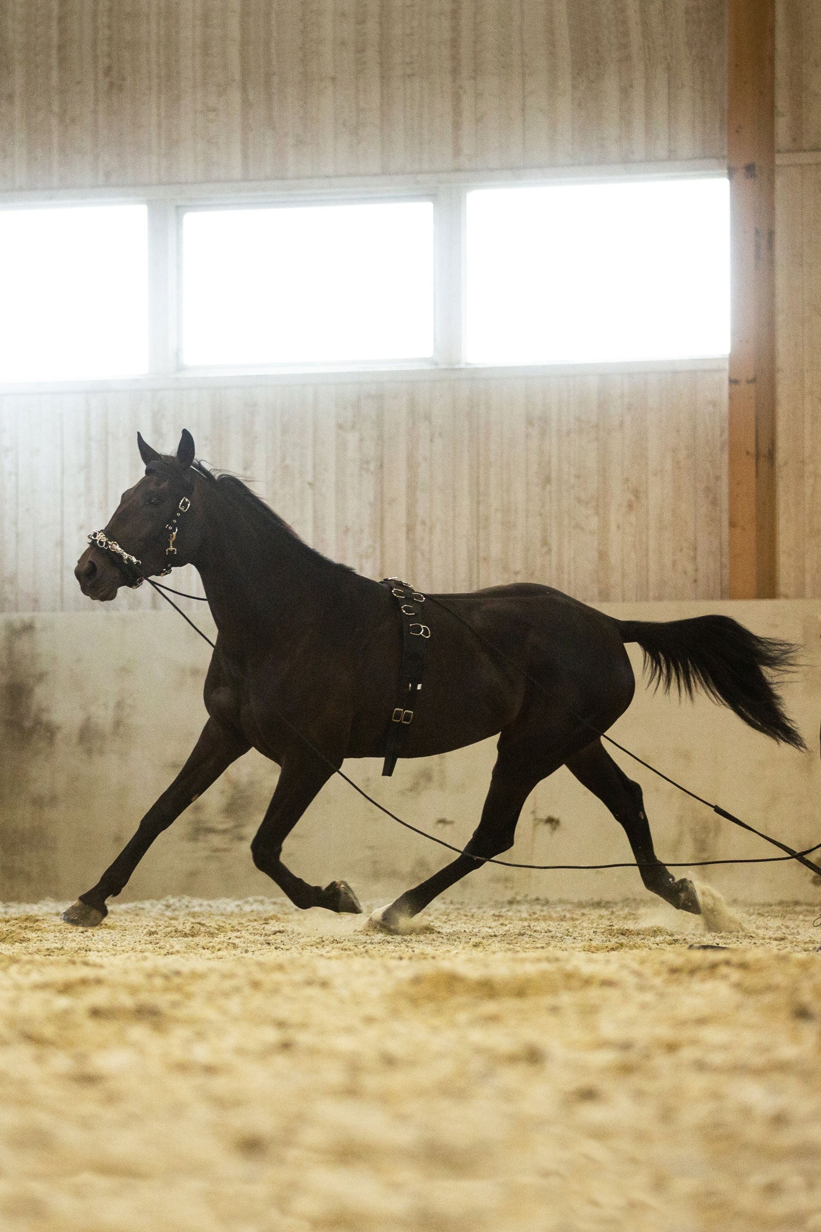 Horze Lunging Girth, Nylon Horse Training
