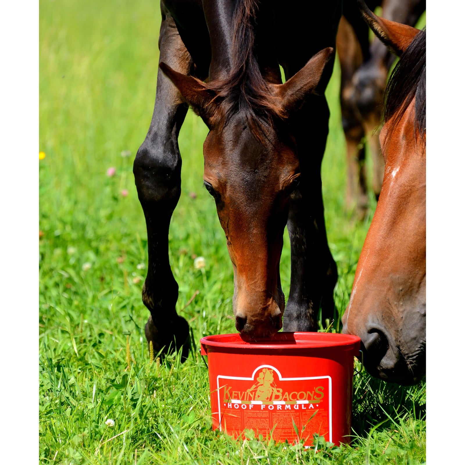 Kevin Bacon´s Kevin Bacon's hoof formula Horse Health Care