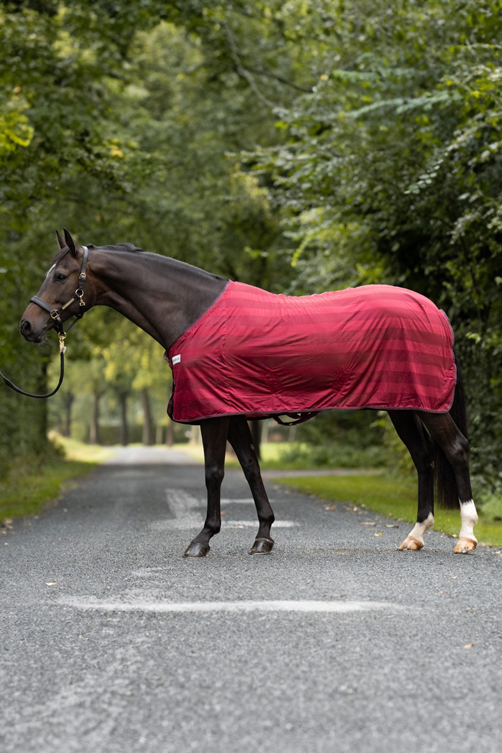 Kavalkade Coperta antimosche a righe Coperte per cavalli