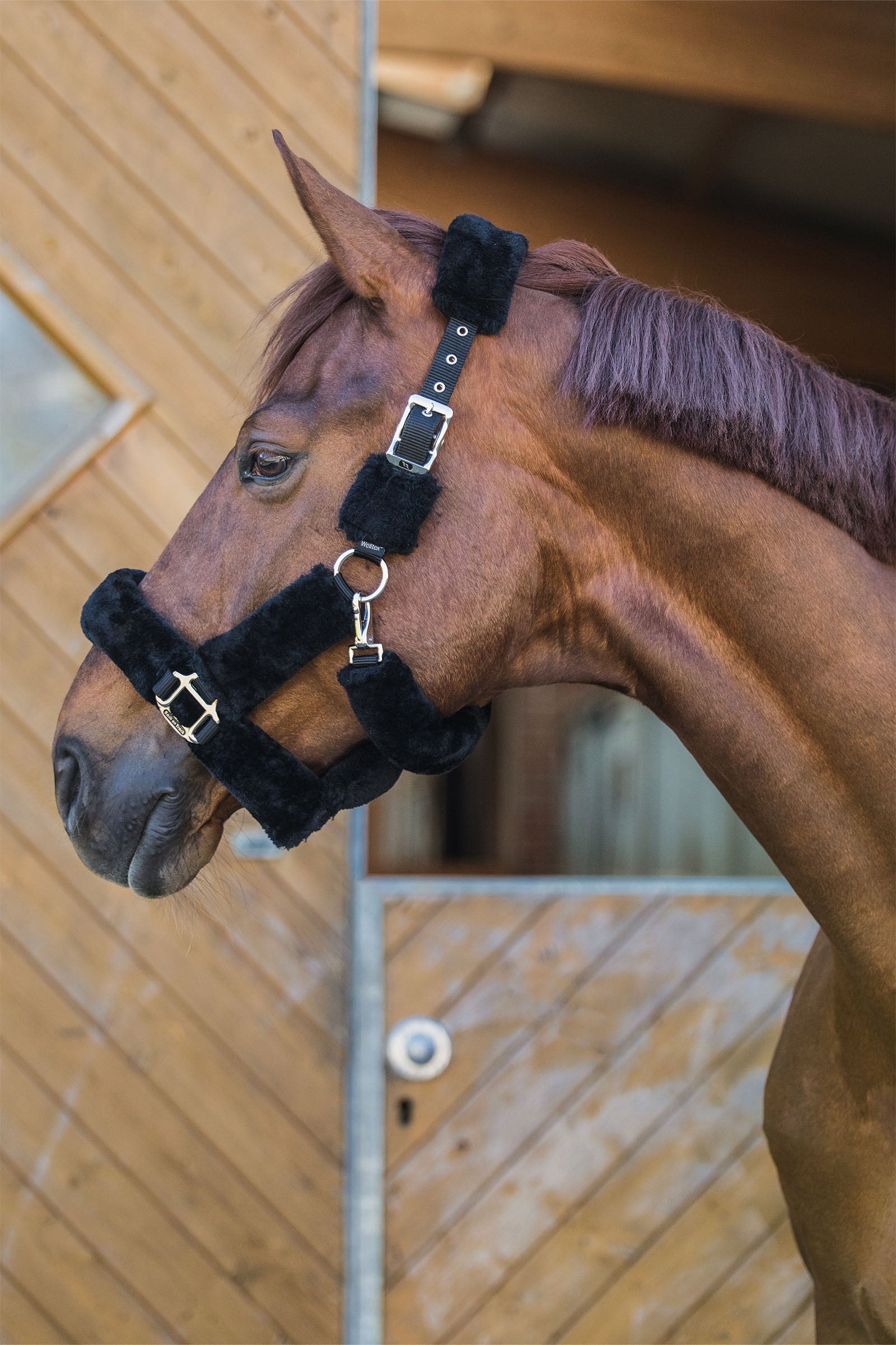 Back on Track Audrey Halter Halters & Leads