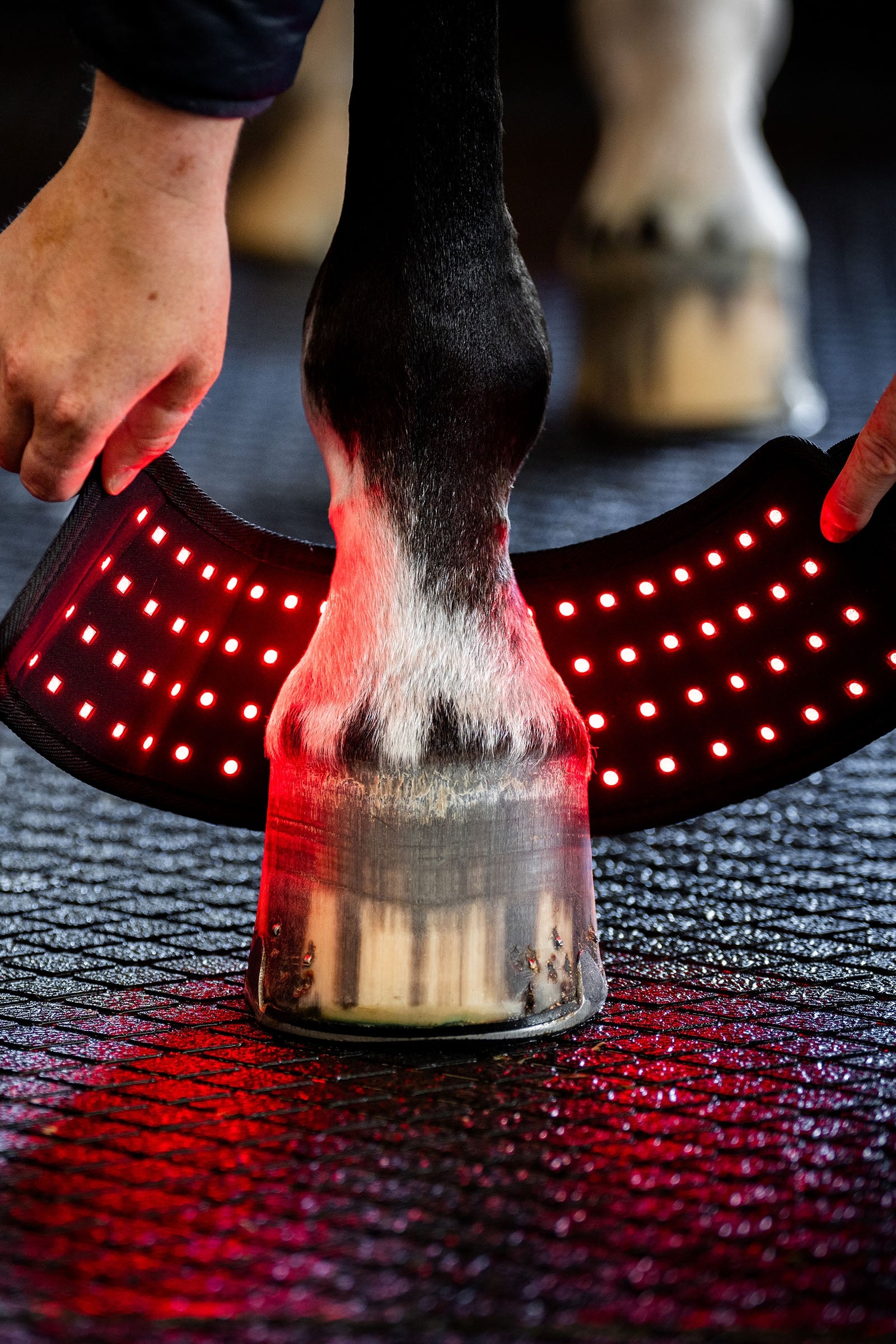 Horseware LED Red Light Therapy Mini Leg Wrap (1 pc.) Leg & Hoof Protection