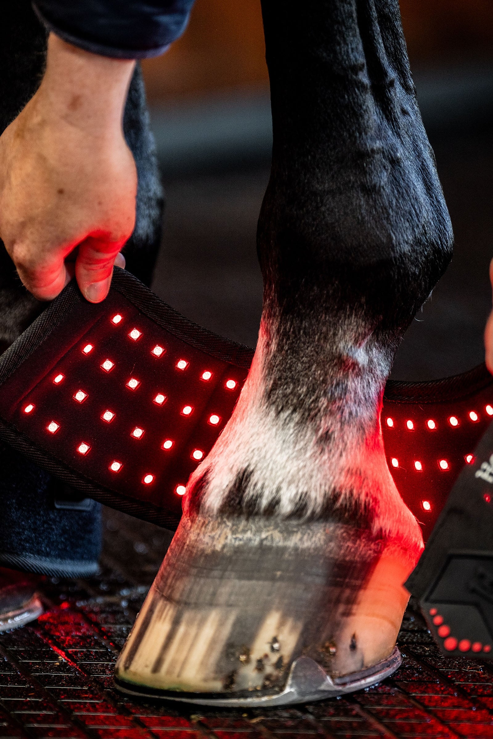 Horseware LED Red Light Therapy Mini Leg Wrap (1 pc.) Leg Protection & Hoof Protection for Horses