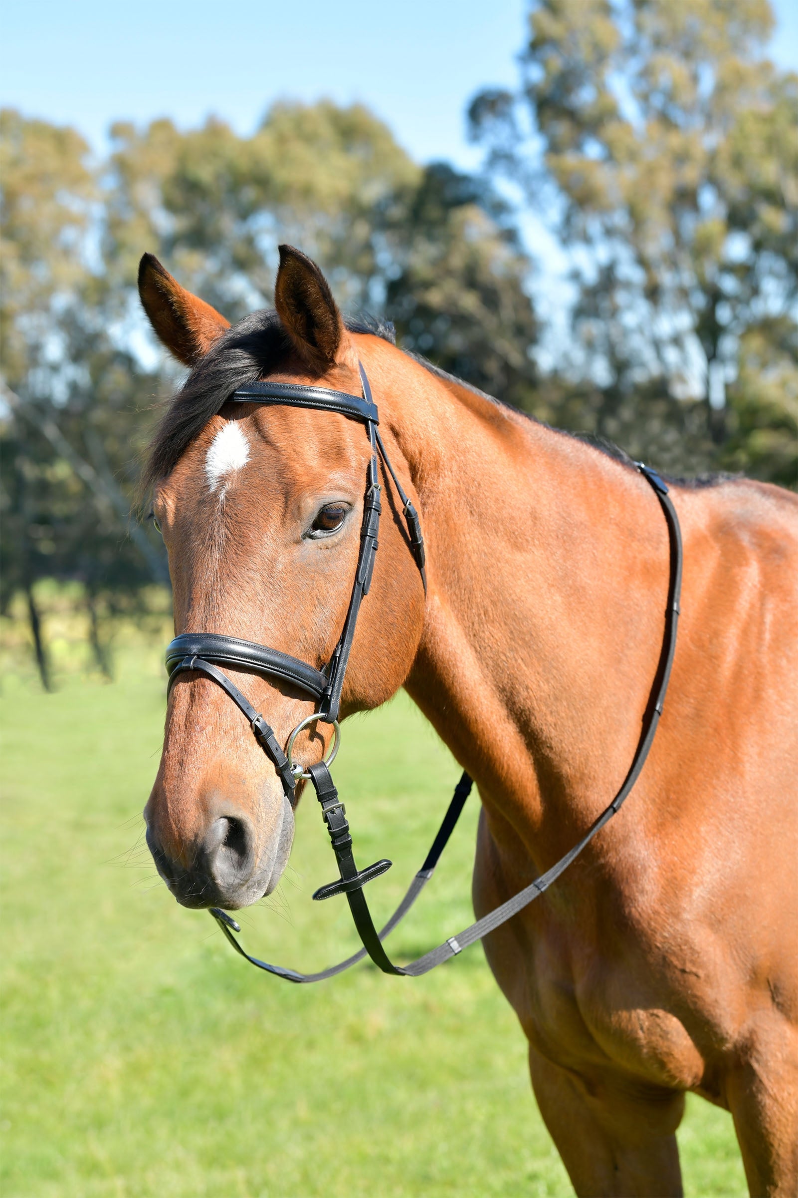Kincade Classic testiera combinata semplice con capezzina bombata e redini Briglie & redini