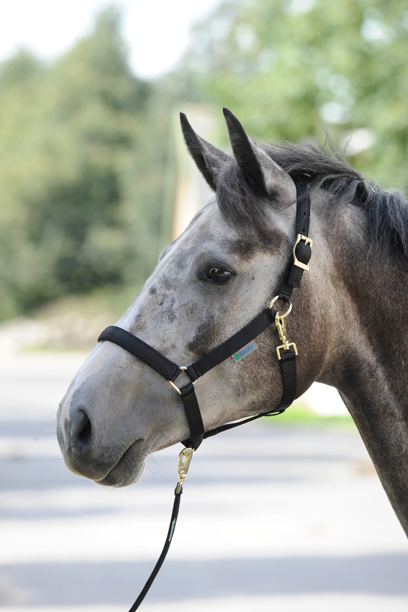 Bucas Dublin Capezza imbottita Luxury Cavezze e guinsagli