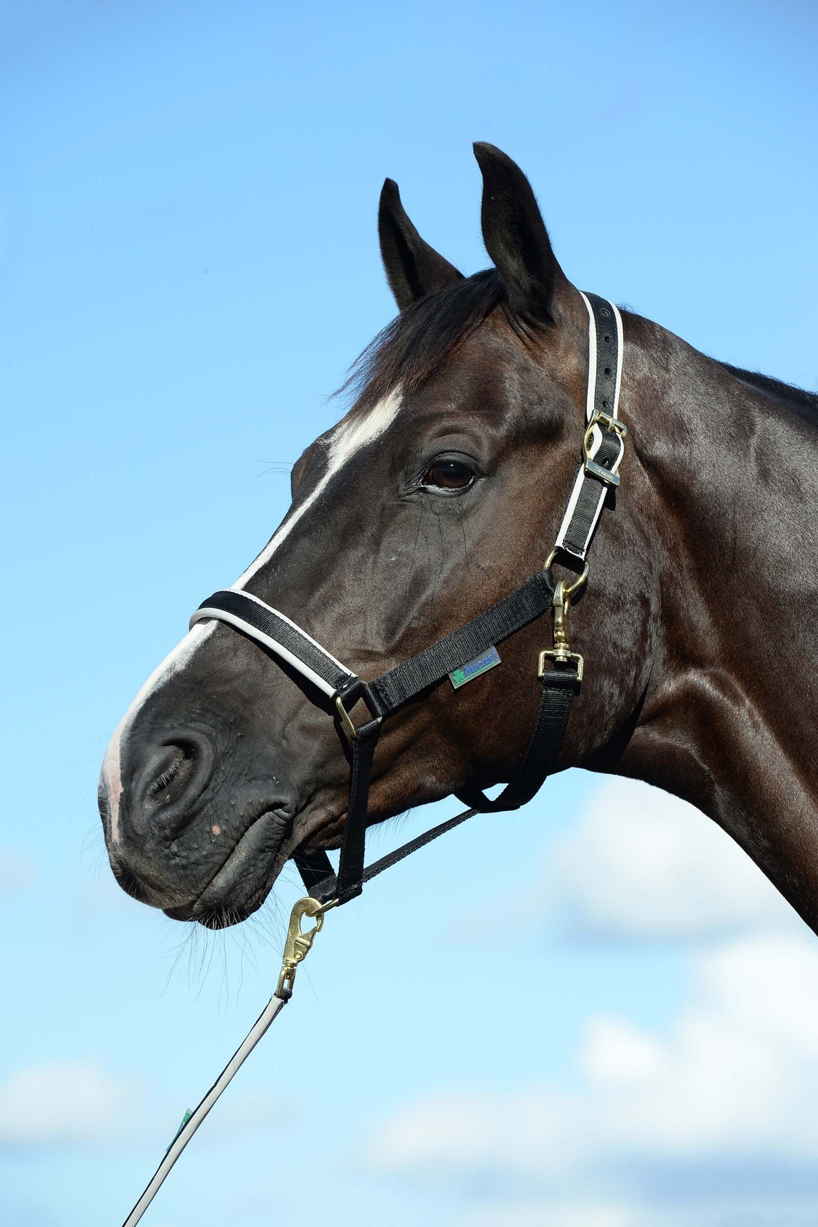 Bucas Dublin Capezza imbottita Luxury Cavezze e guinsagli