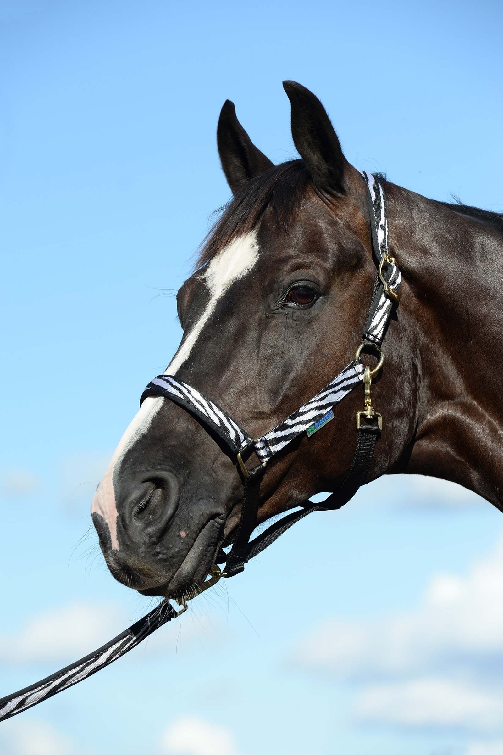 Bucas Dublin Capezza imbottita Luxury Cavezze e guinsagli