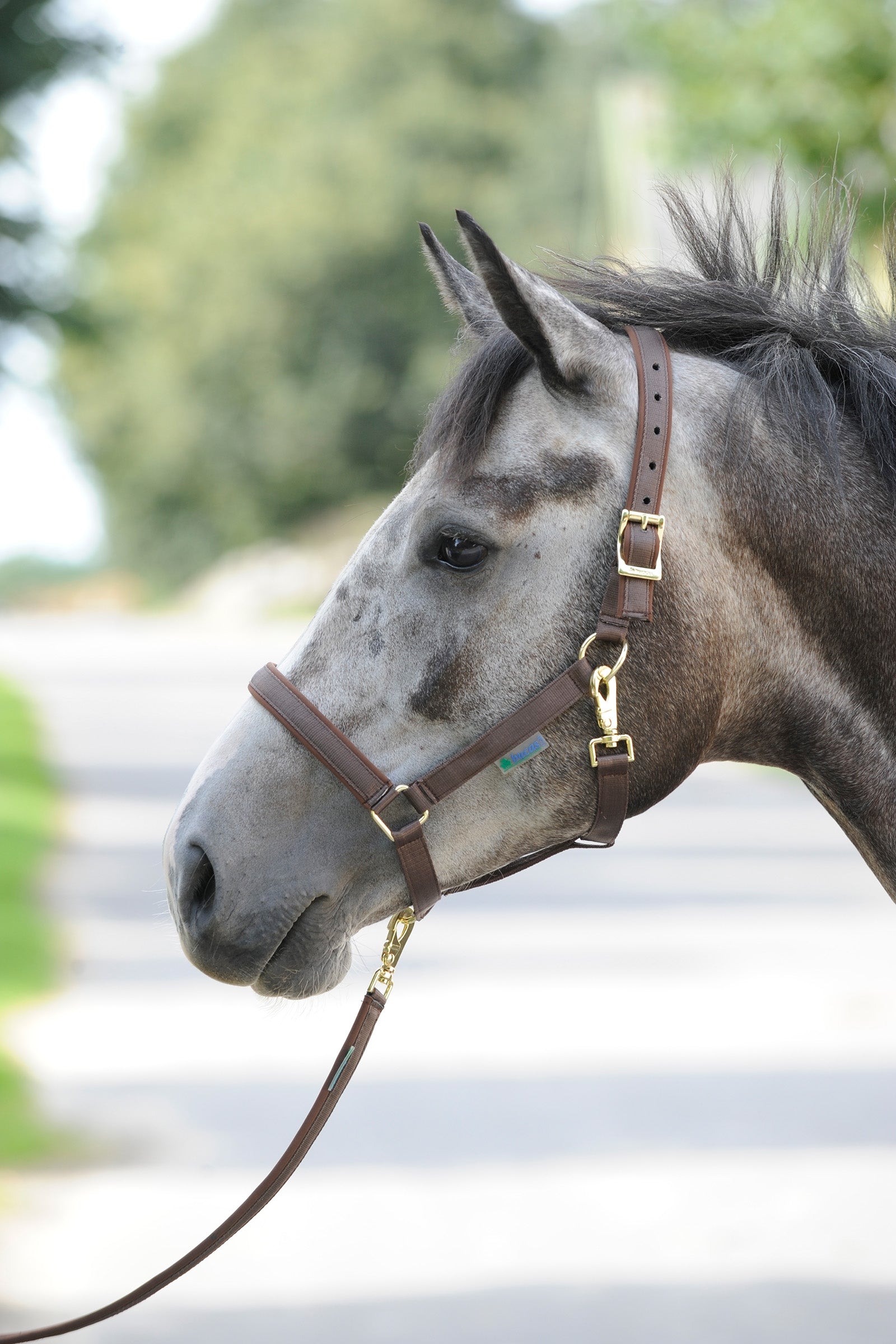 Bucas Dublin Capezza imbottita Luxury Cavezze e guinsagli