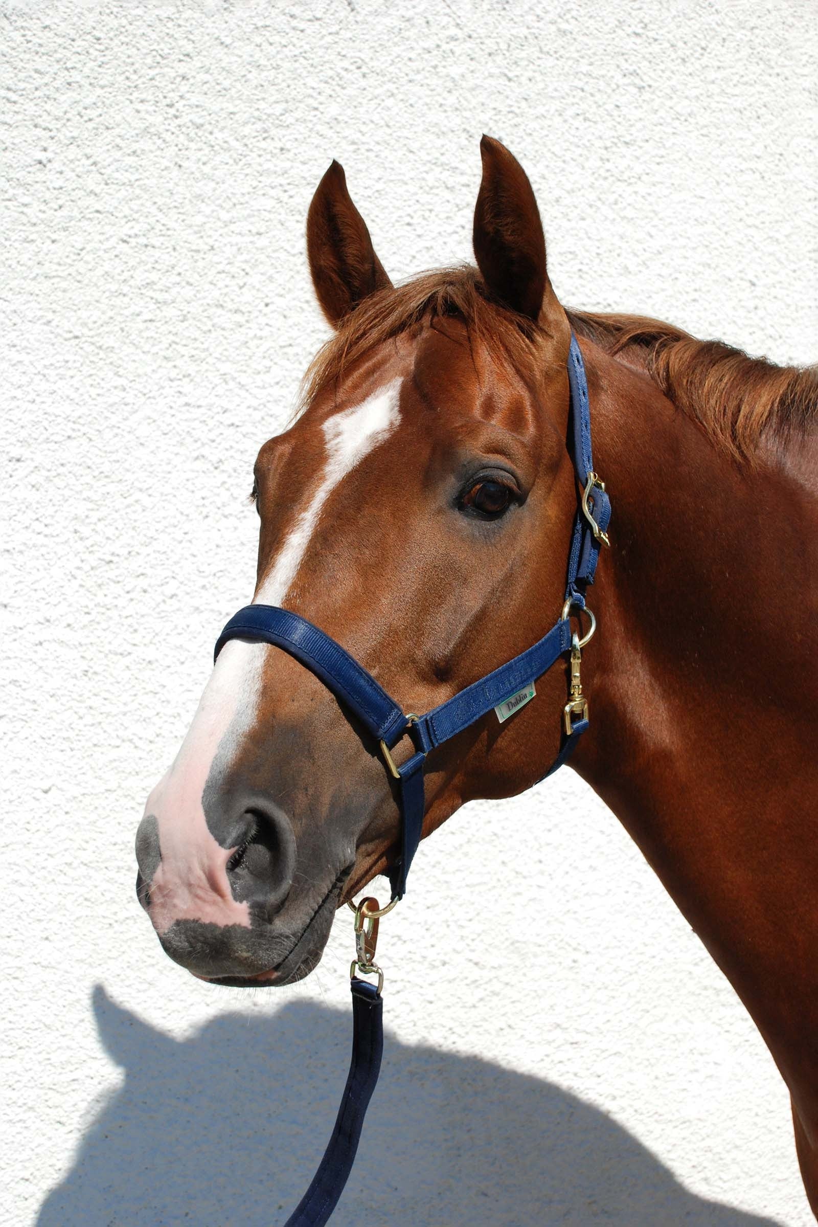 Bucas Dublin Capezza imbottita Luxury Cavezze e guinsagli