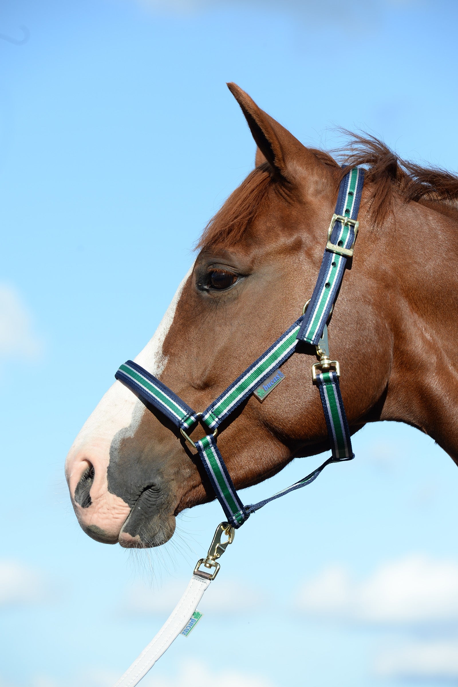 Bucas Dublin Capezza imbottita Luxury Cavezze e guinsagli