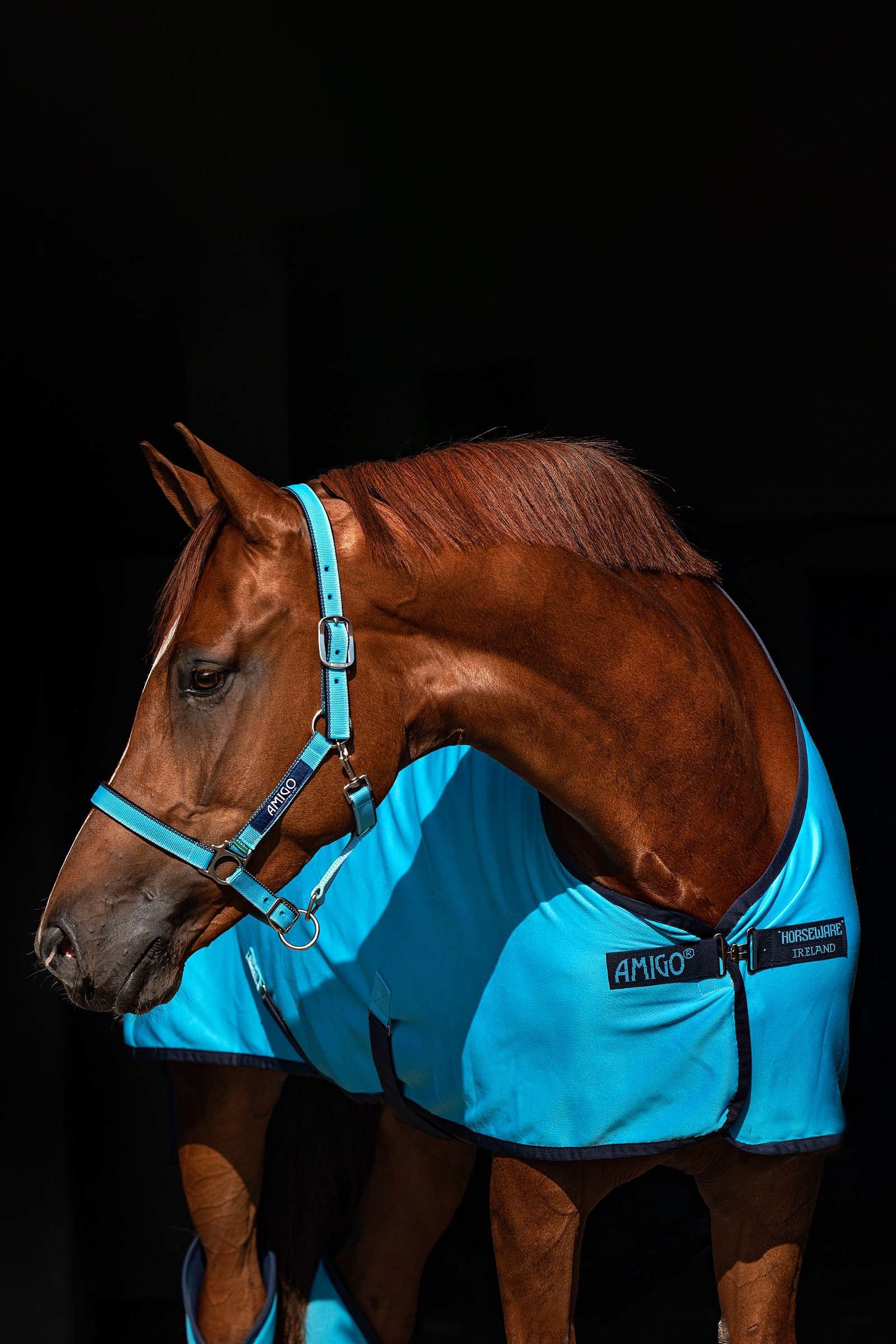 Horseware Amigo Cavezza Cavezze e guinsagli