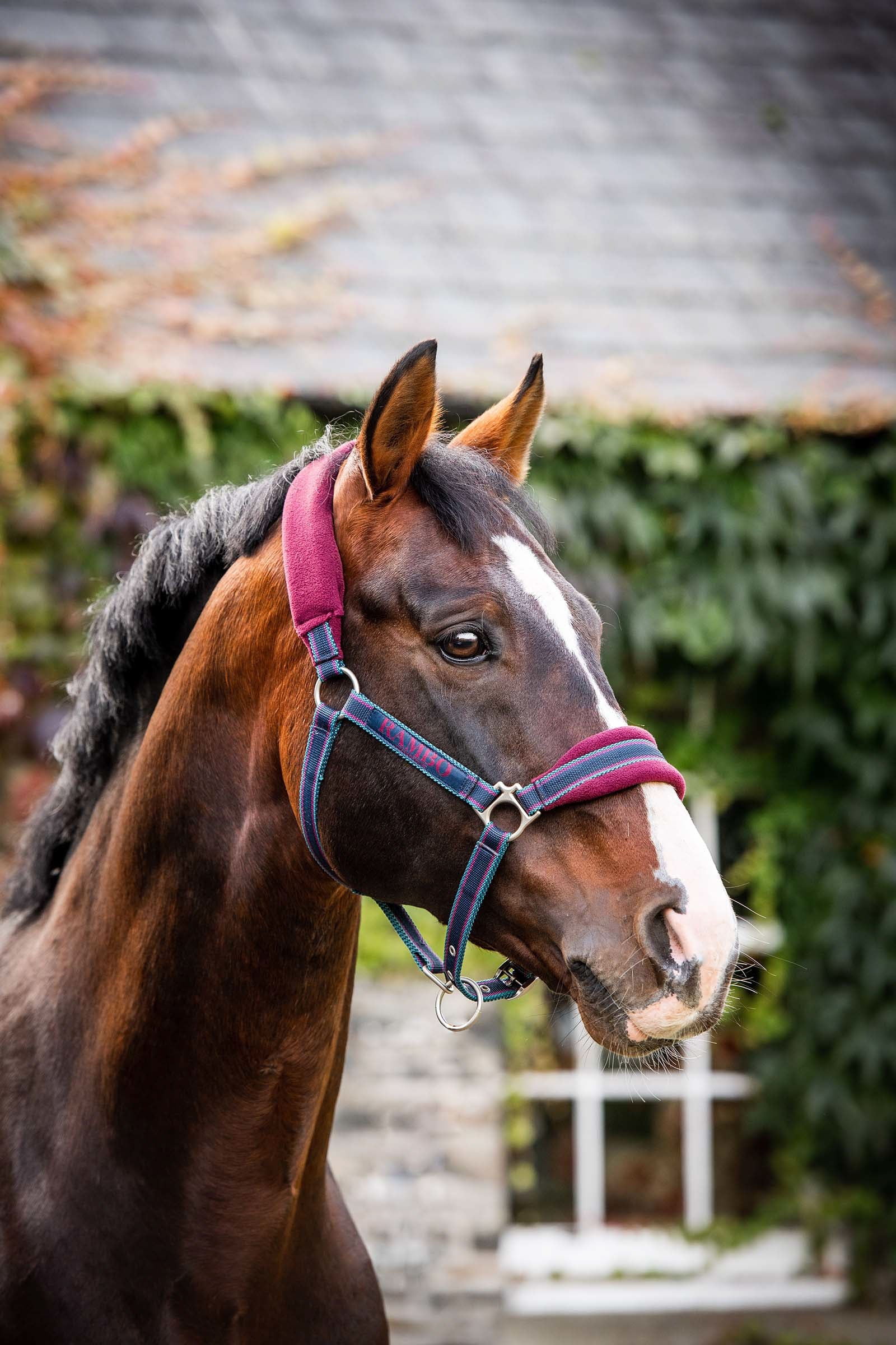 Horseware Rambo Padded Head collar Cavezze e guinsagli