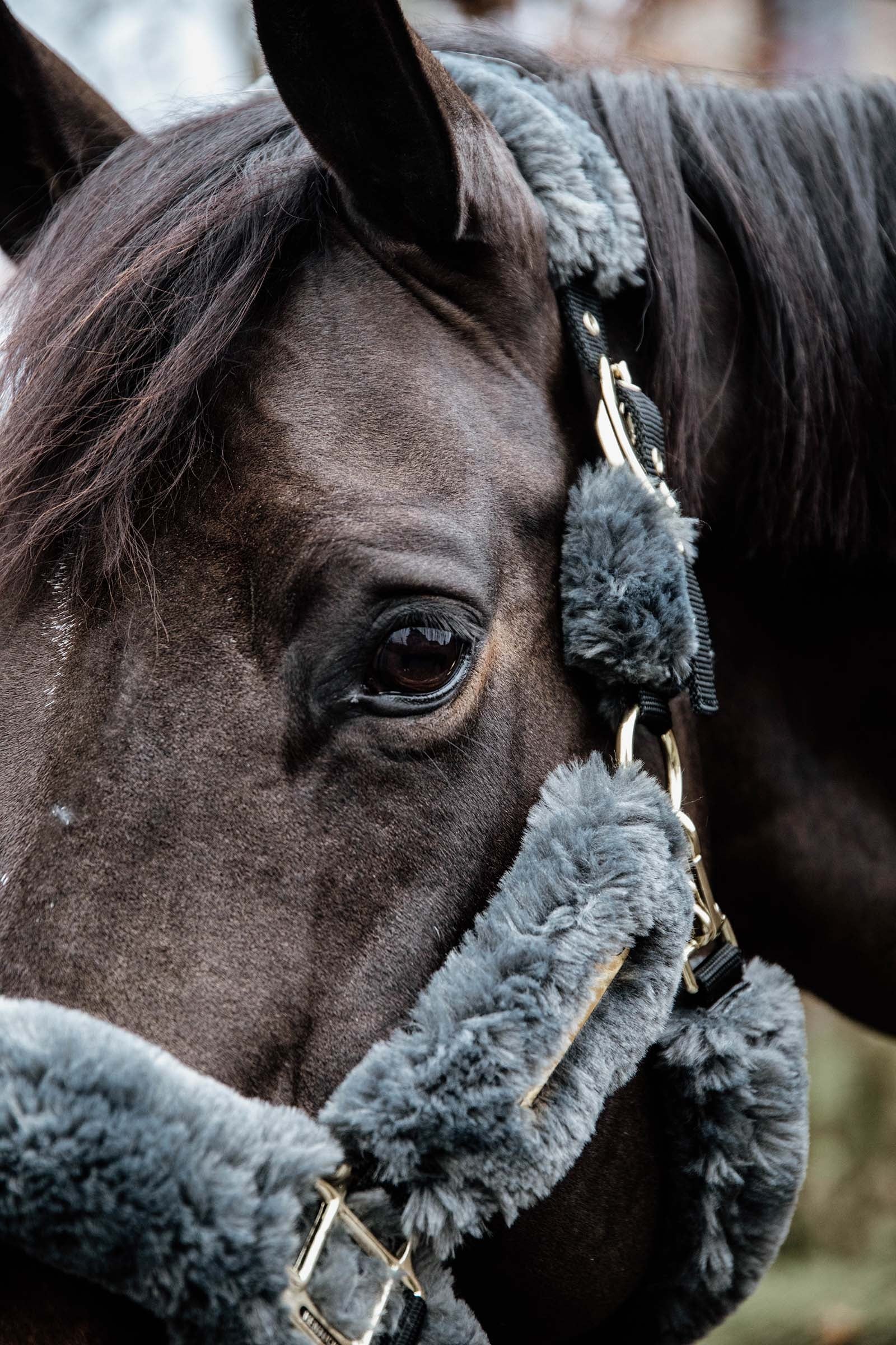 Kentucky Horsewear Shipping Halter With Sheepskin Halters & Leads