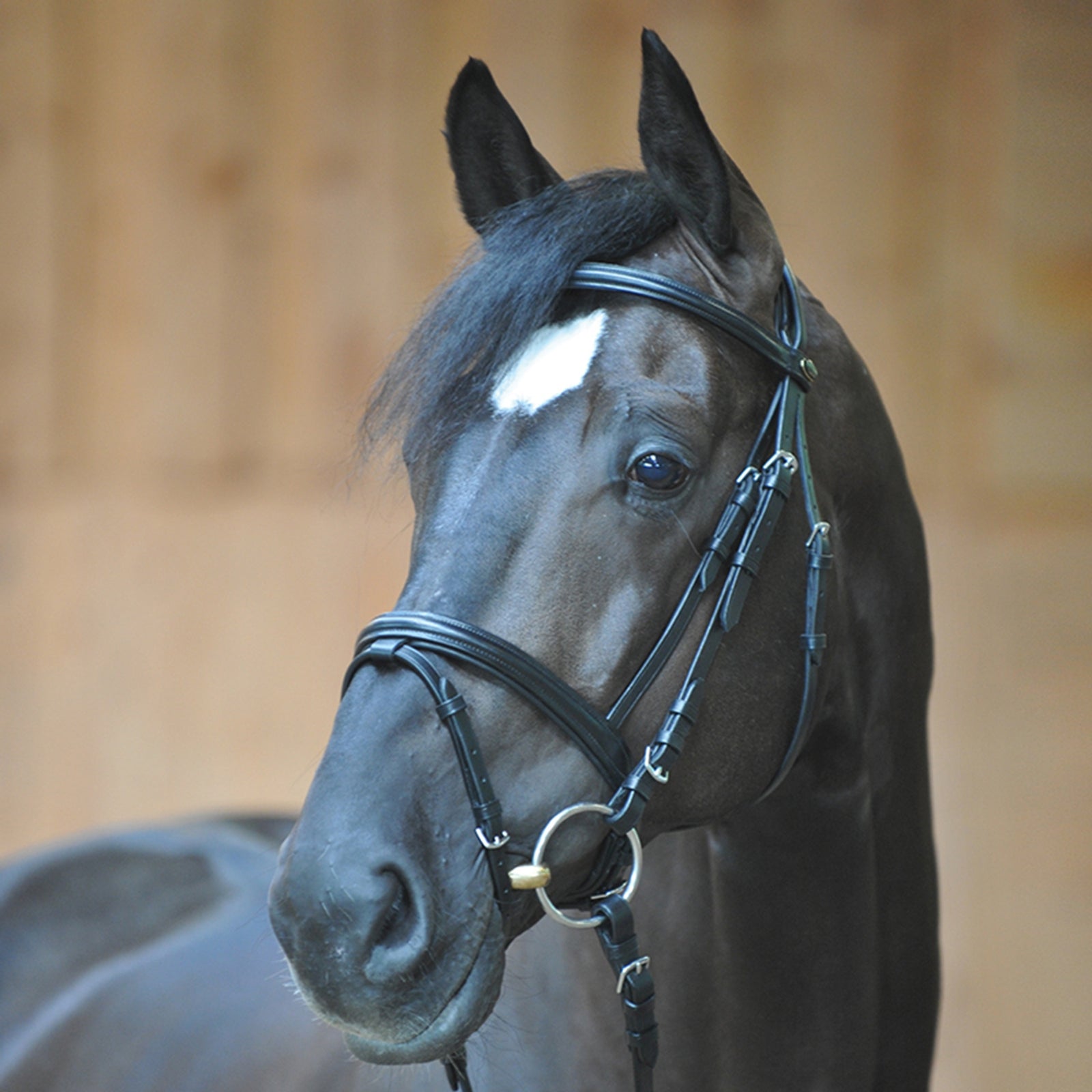 Kavalkade Bridle Quentin Ecoline, flash noseband Bridles & Reins
