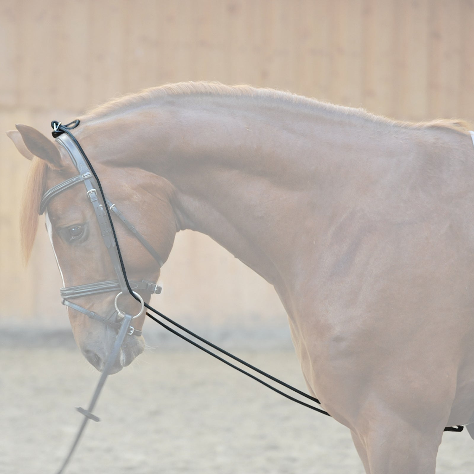 Kavalkade Bungie, elastic Horse Training