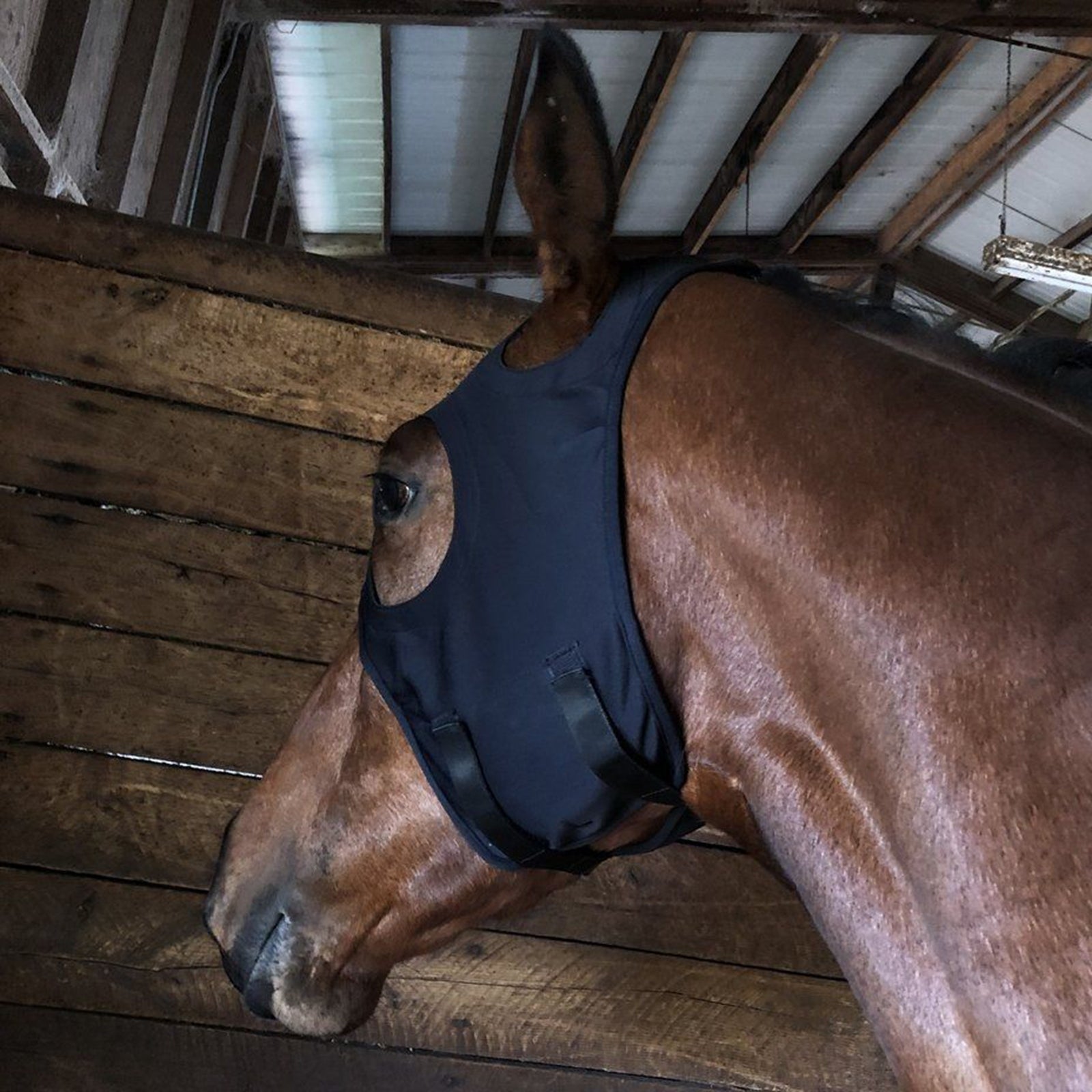 Fenwick Equestrian USA Maschera Fenwick Titanio Liquido, Velcro Attrezzatura per la corsa