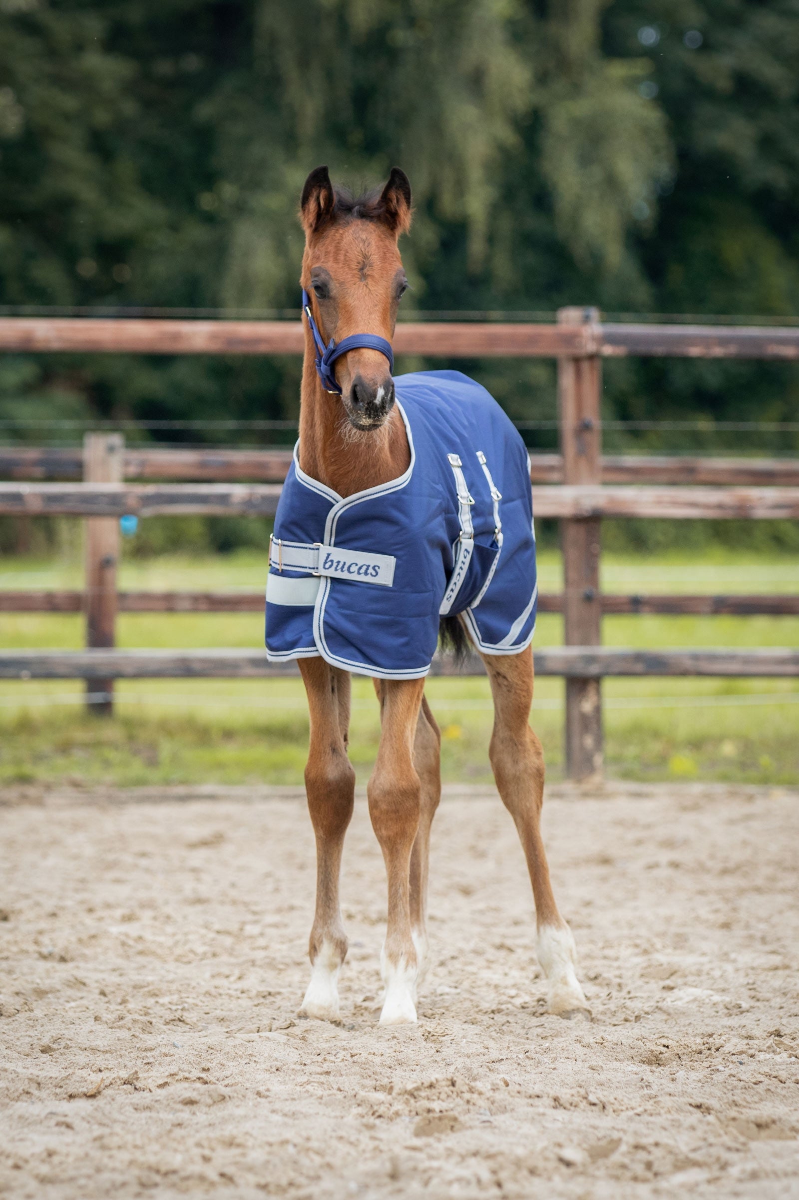 Bucas coperta per esterno per puledri, 50g Coperte per cavalli
