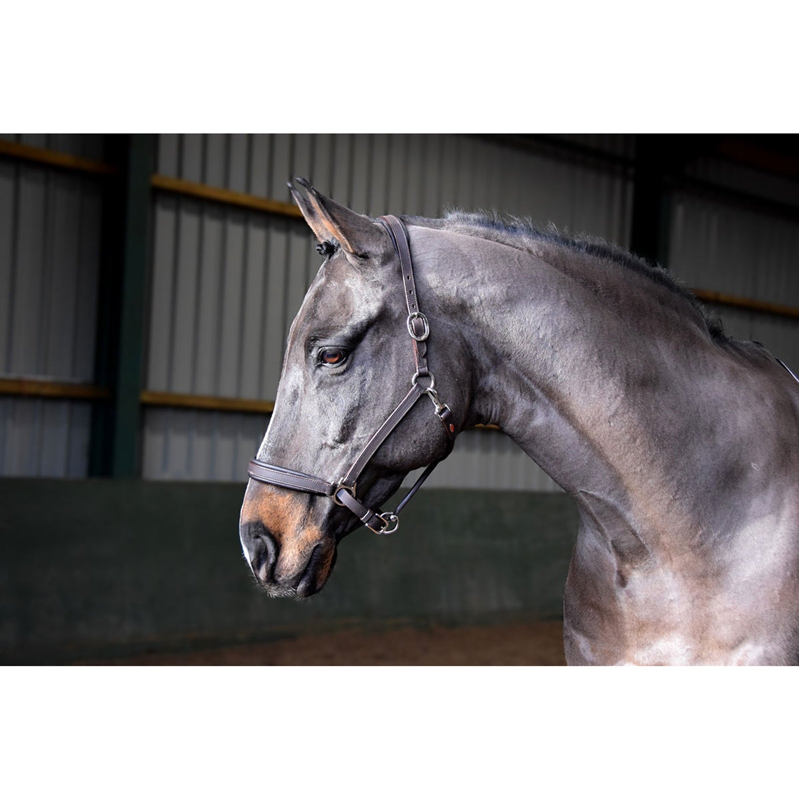 John Whitaker JW RT Headcollar Cavezze e guinsagli