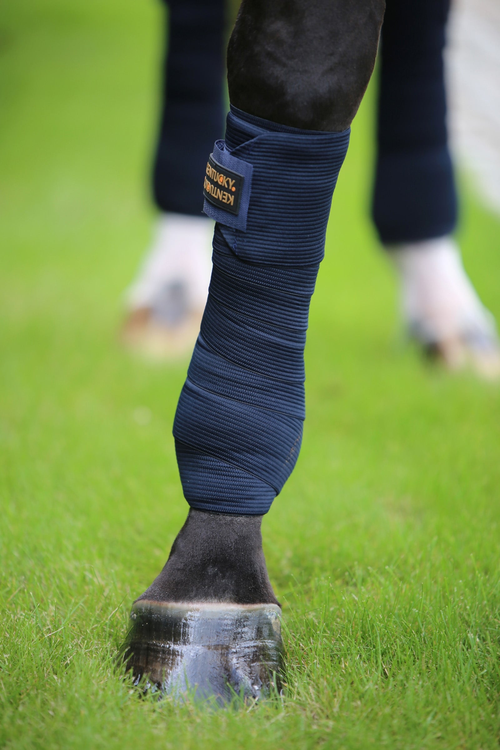 Kentucky Horsewear Elastic Bandages Leg Protection & Hoof Protection for Horses