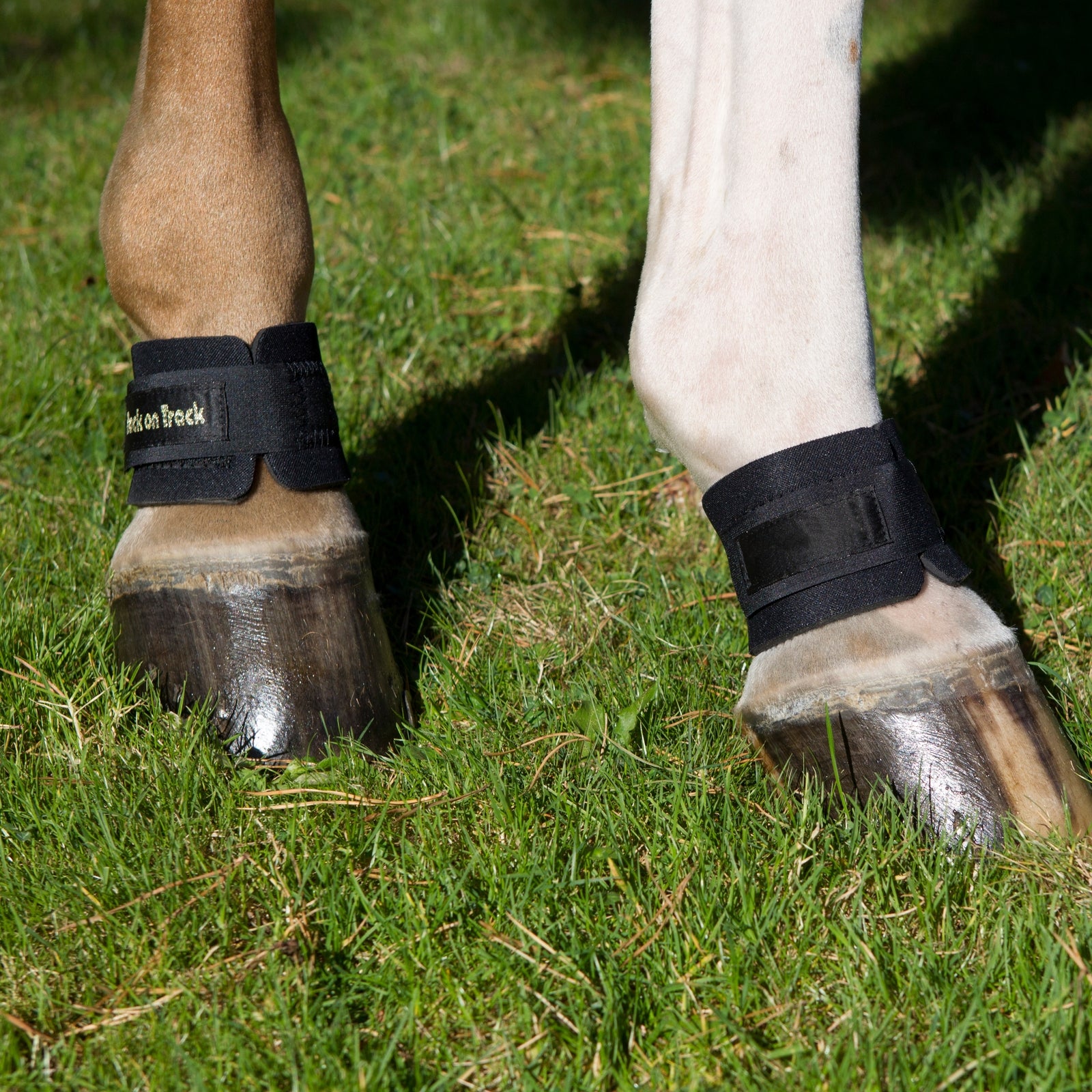 Back on Track Protezione per pastorale Leg Protection & Hoof Protection for Horses