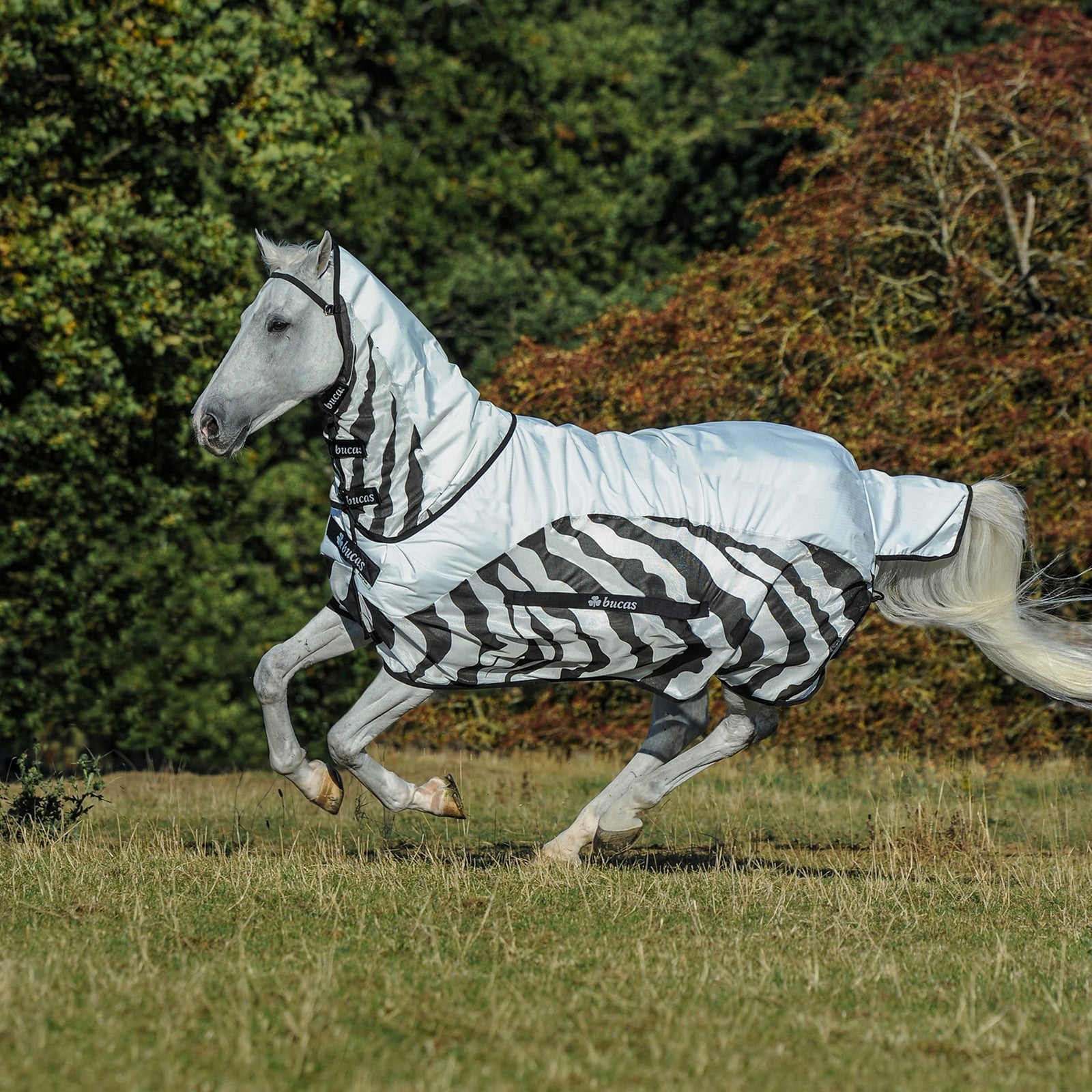Bucas Buzz-off Zebra Coperta impermeabile antimosche con collo alto inamovibile Coperte per cavalli