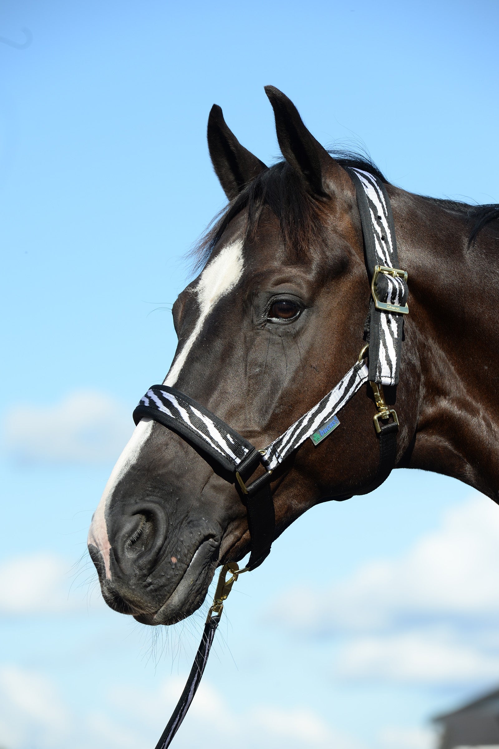 Bucas Comfort Halter Halters & Leads