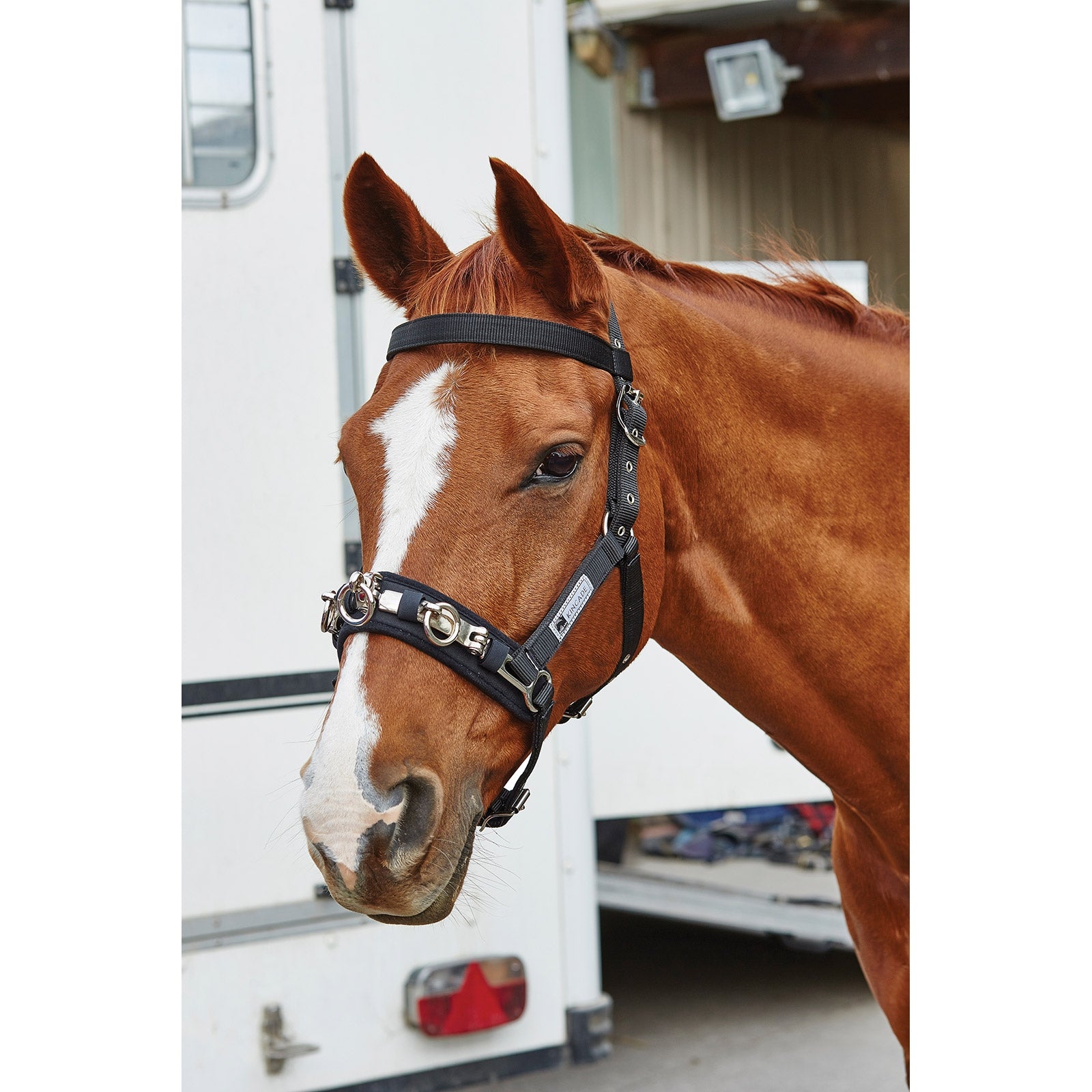 Kincade Cooridinate Lunge Cavesson Addestramento del cavallo