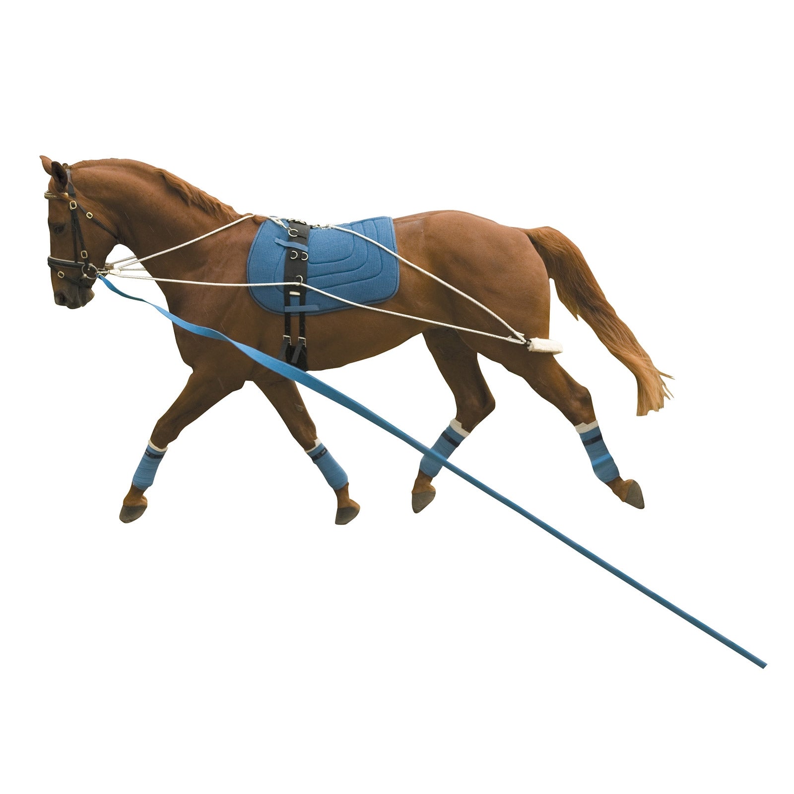 Kincade Sistema di addestramento all'affondo Kincade Addestramento del cavallo