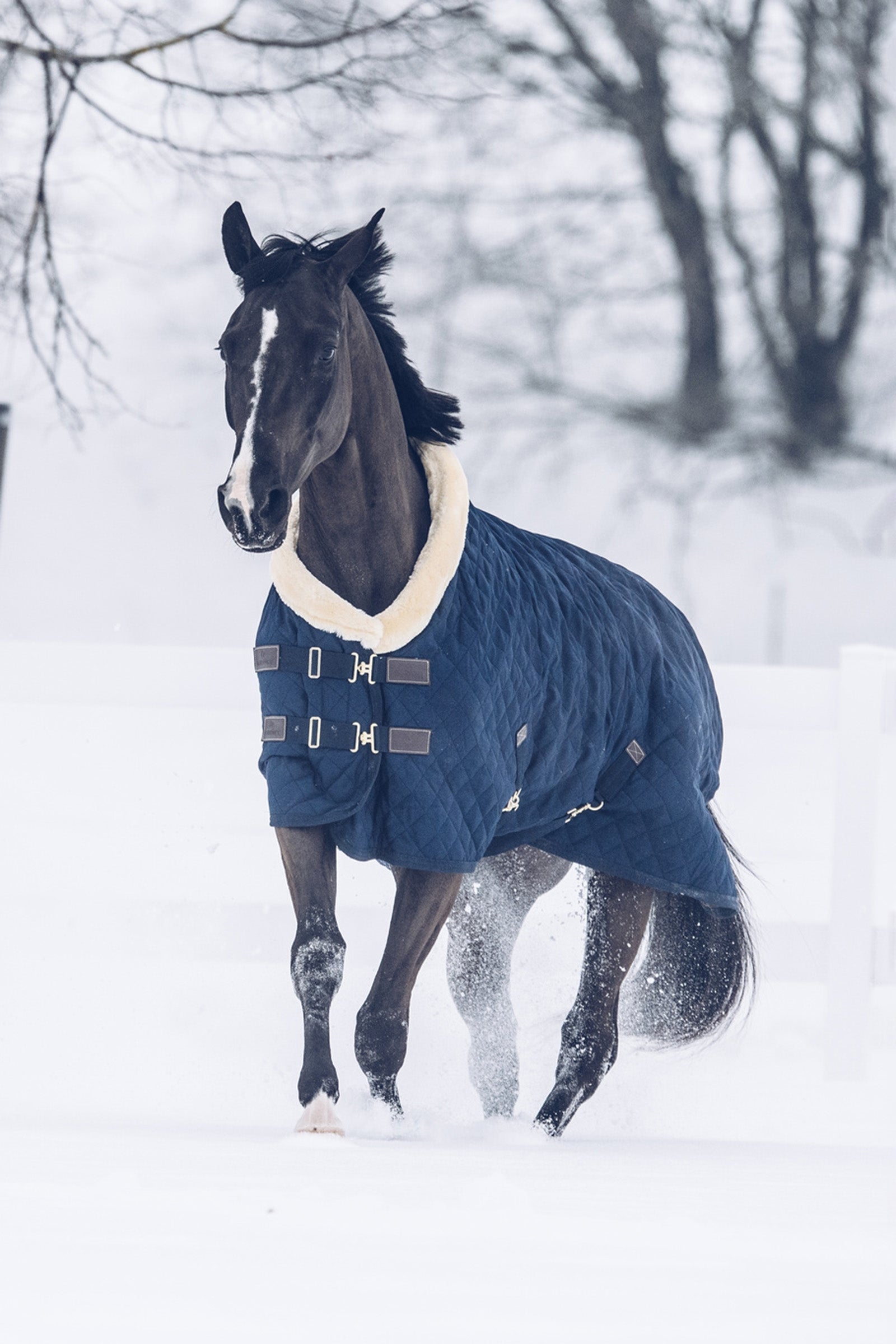 Kentucky Horsewear Tappeto Show, 160 g Coperte per cavalli