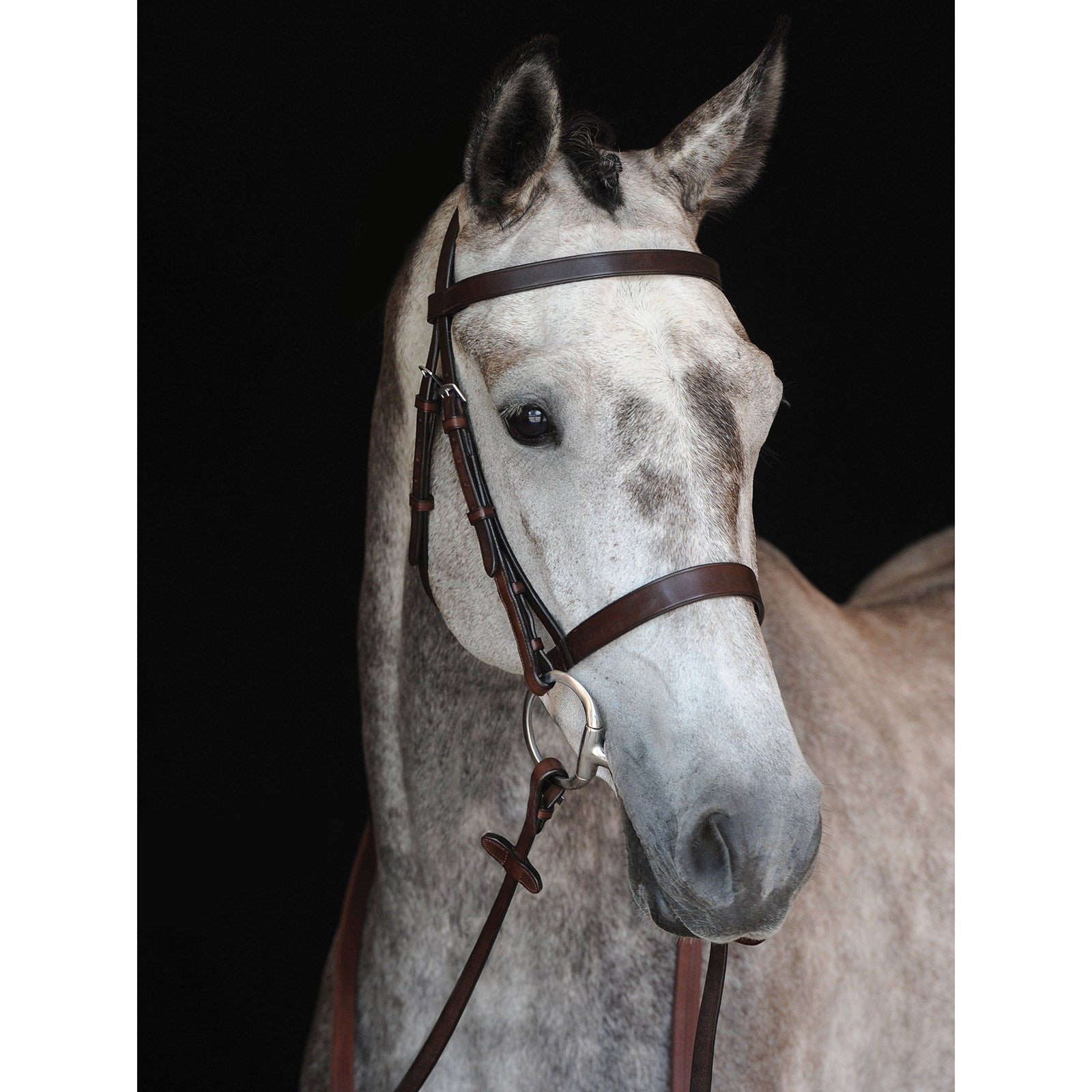 Collegiate Collegiale Hunt Cavesson Briglia IV Briglie & redini