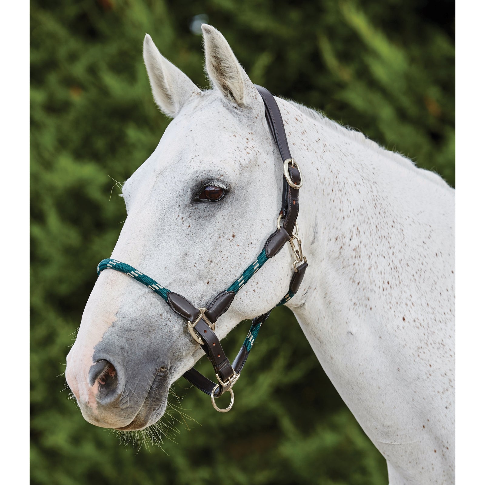 Kincade Collare in corda di cuoio Kincade Cavezze e guinsagli