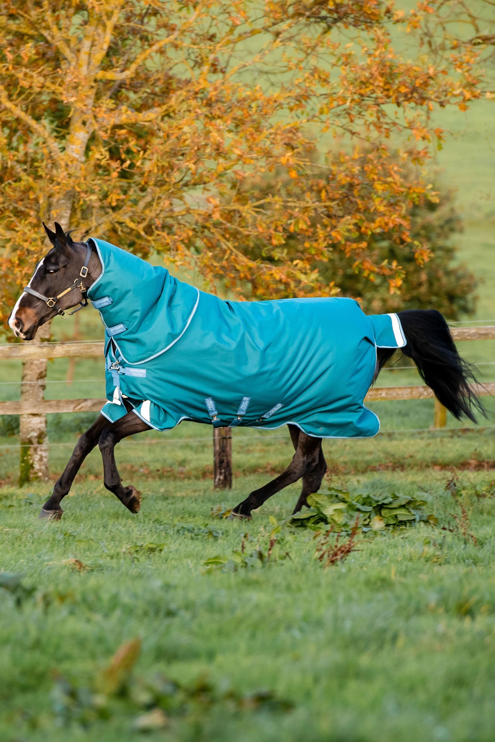 Horseware Amigo Bravo 12 Plus coperta da turnout con collo staccabile, 400g Coperte per cavalli