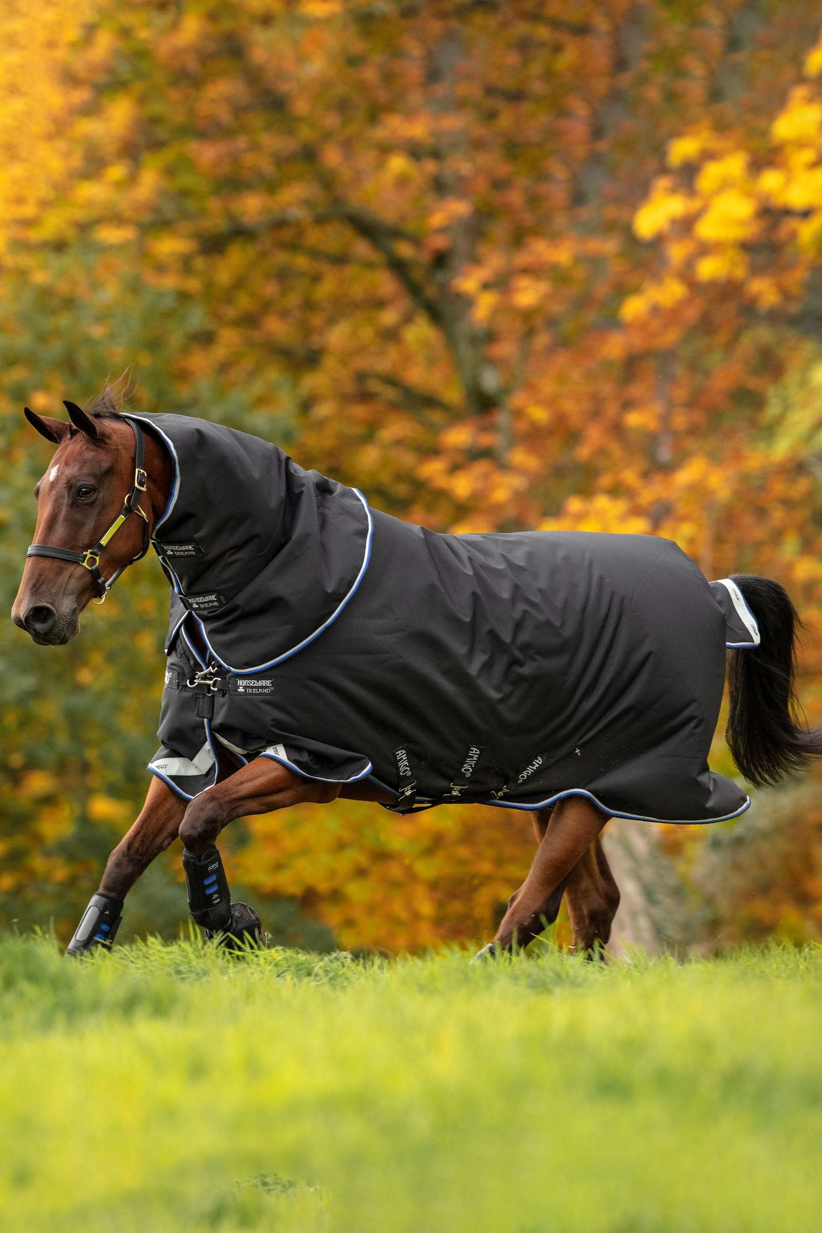 Horseware Amigo Bravo 12 Plus coperta da turnout, 250 g Coperte per cavalli